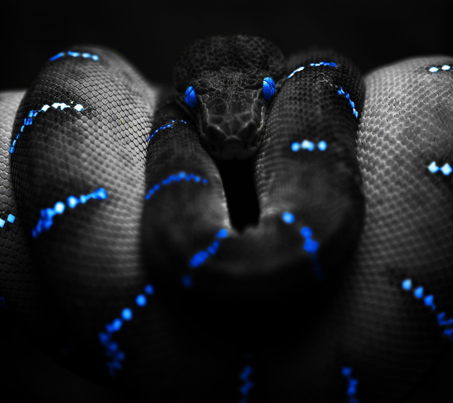 Laden Sie das Tiere, Reptilien, Python-Bild kostenlos auf Ihren PC-Desktop herunter