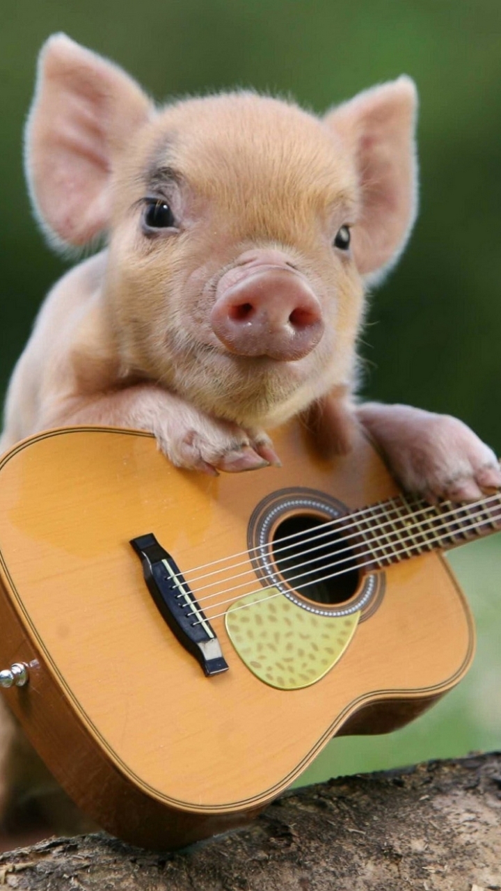 Download mobile wallpaper Guitar, Animal, Cute, Pig for free.