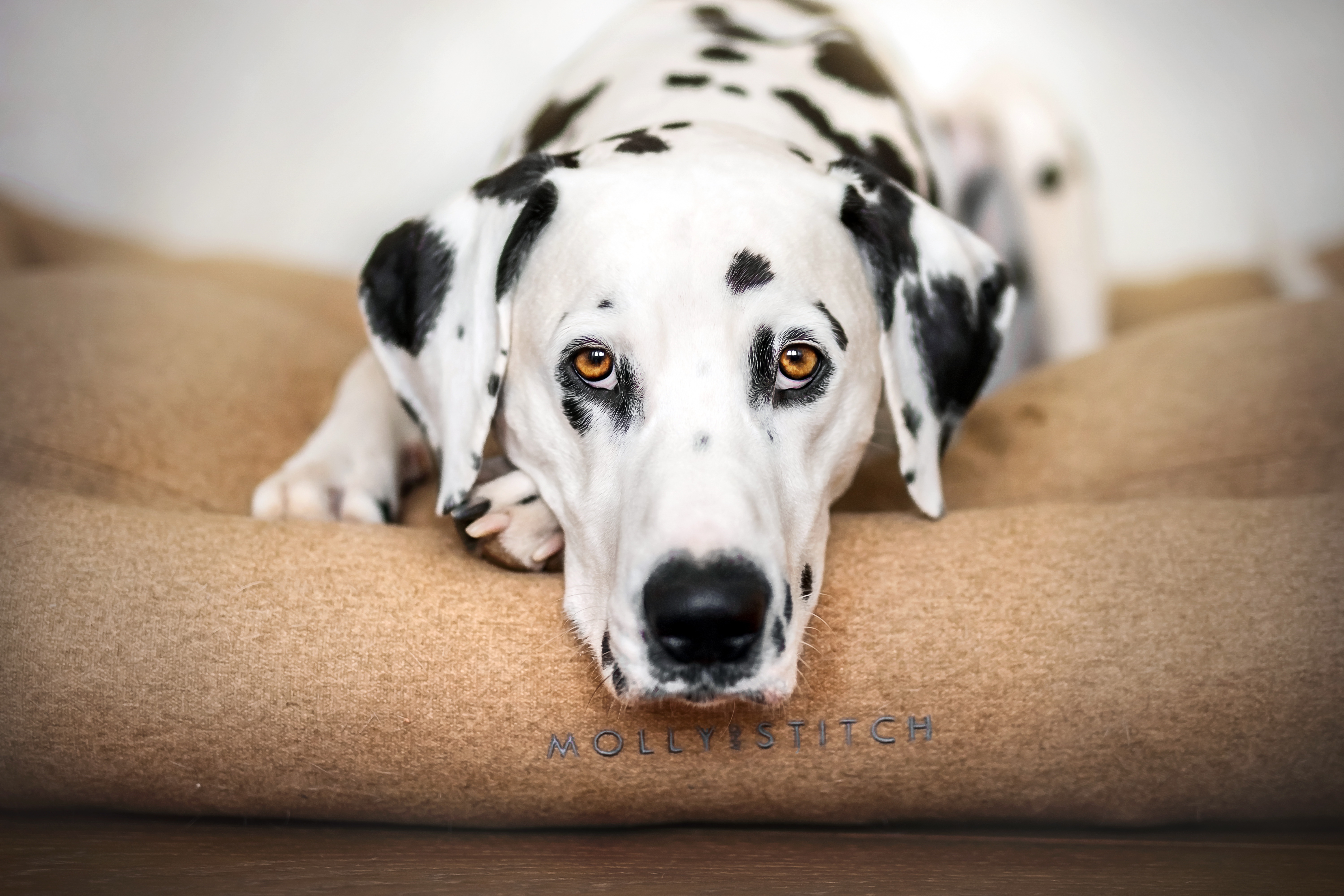 Download mobile wallpaper Dogs, Dog, Animal, Dalmatian, Face, Stare for free.