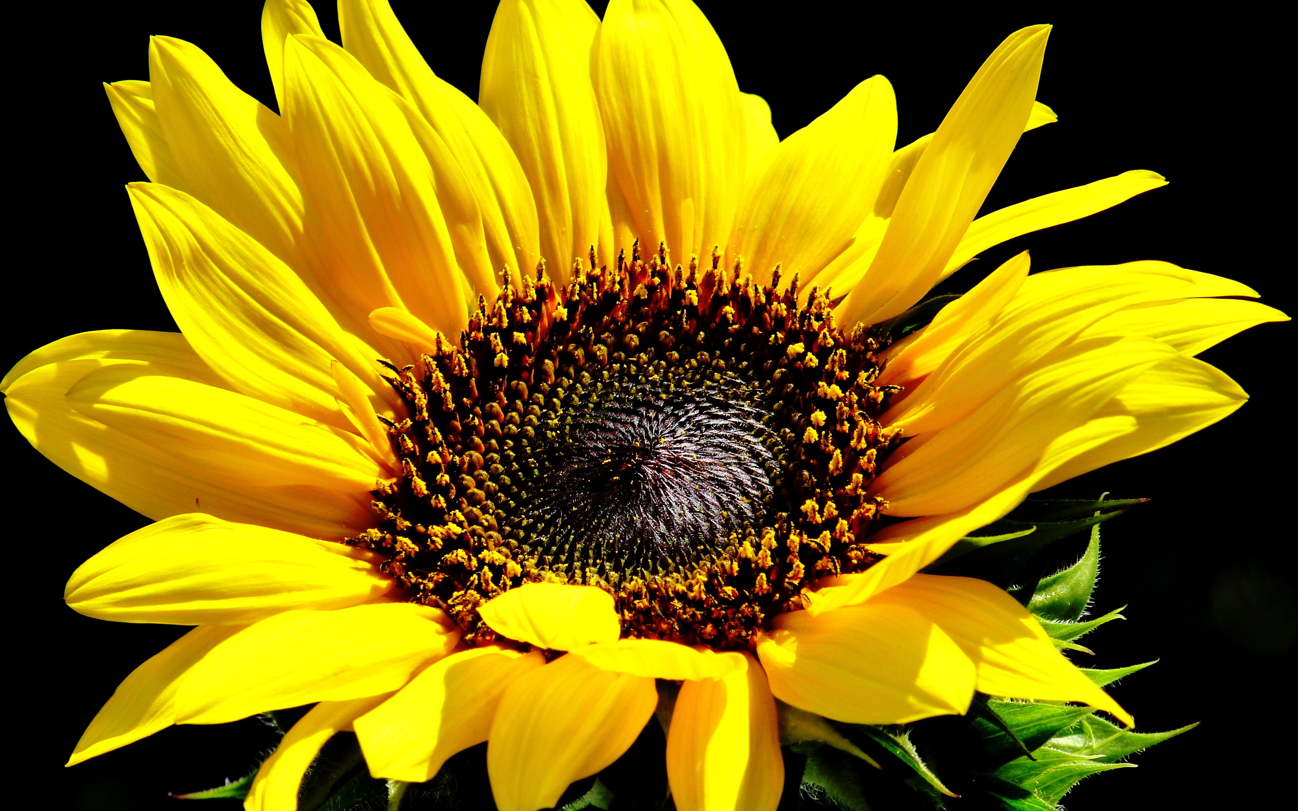 Téléchargez gratuitement l'image Fleurs, Tournesol, Terre/nature sur le bureau de votre PC