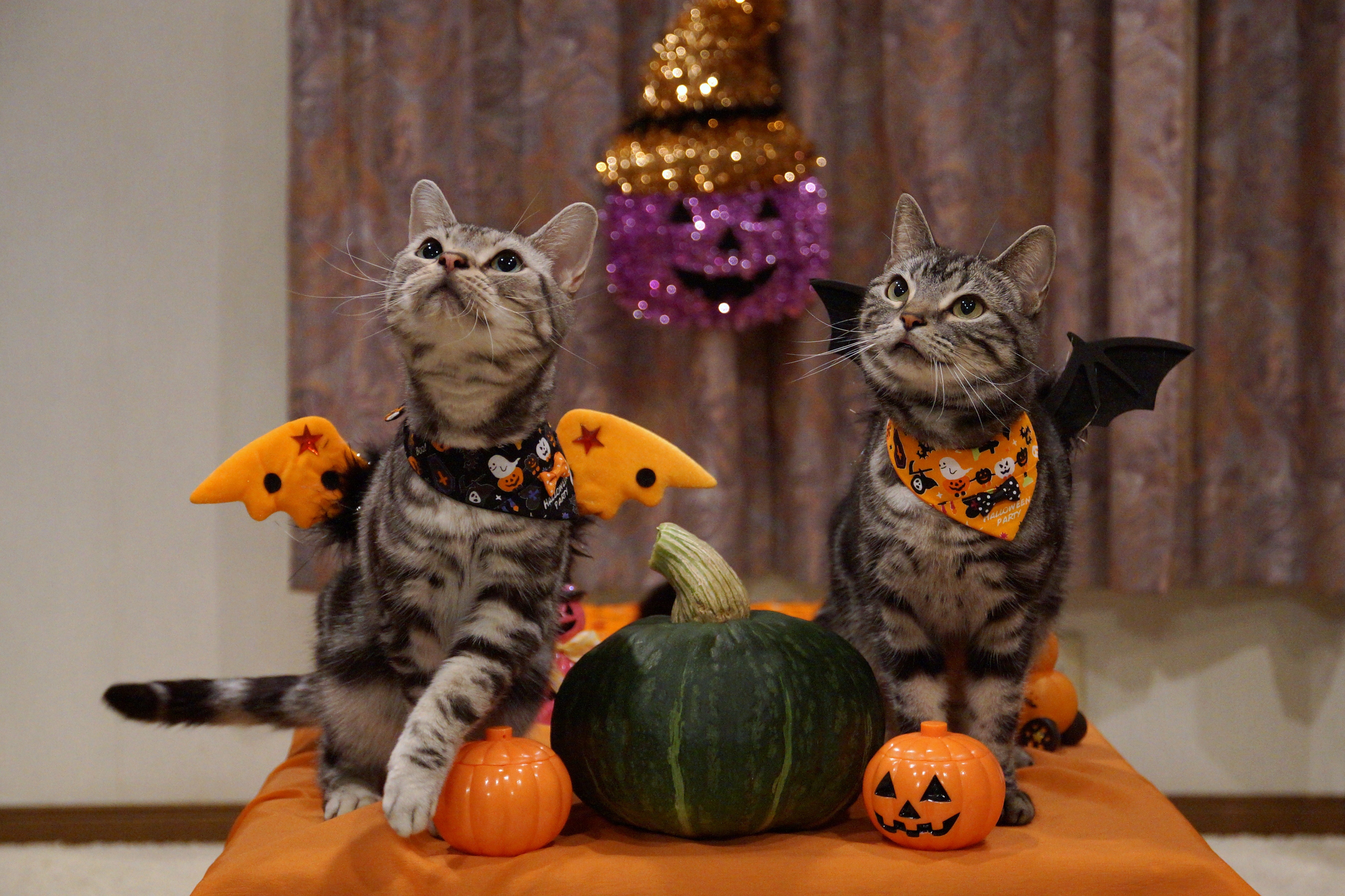 Handy-Wallpaper Feiertage, Halloween, Katze kostenlos herunterladen.