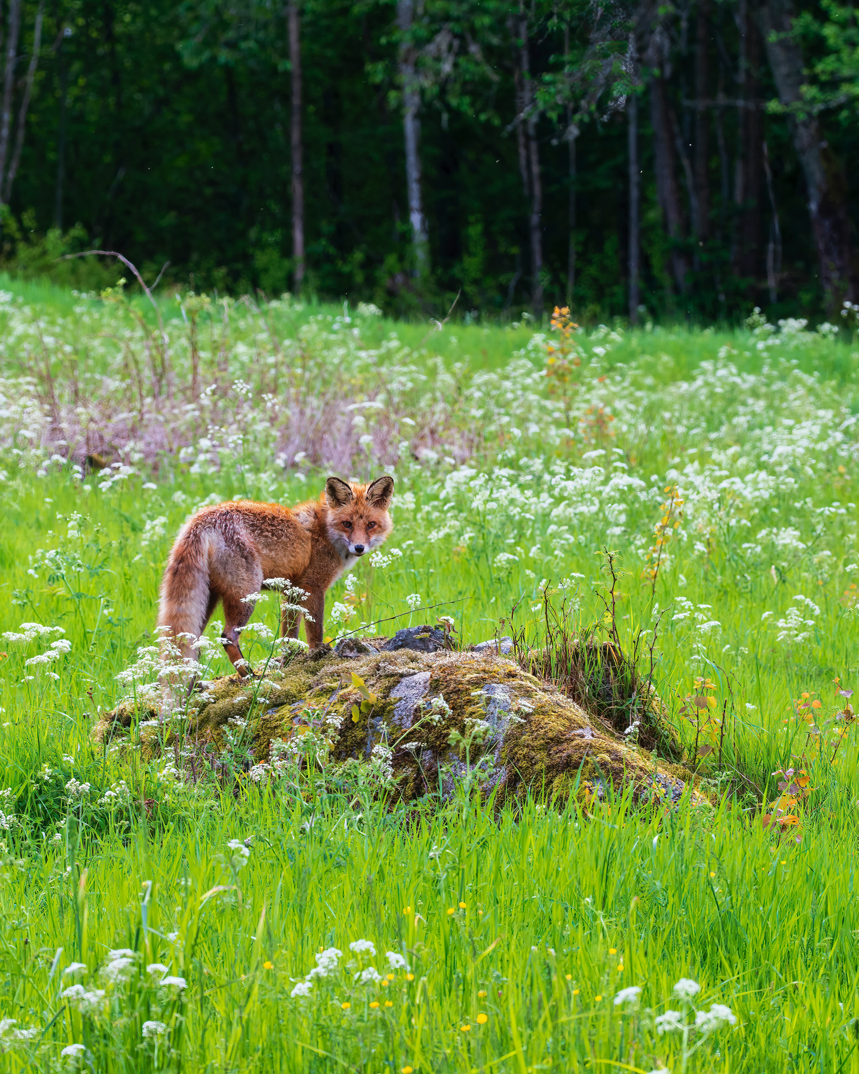 Laden Sie das Grass, Ein Fuchs, Schnauze, Tier, Tiere, Predator, Fuchs, Raubtier-Bild kostenlos auf Ihren PC-Desktop herunter
