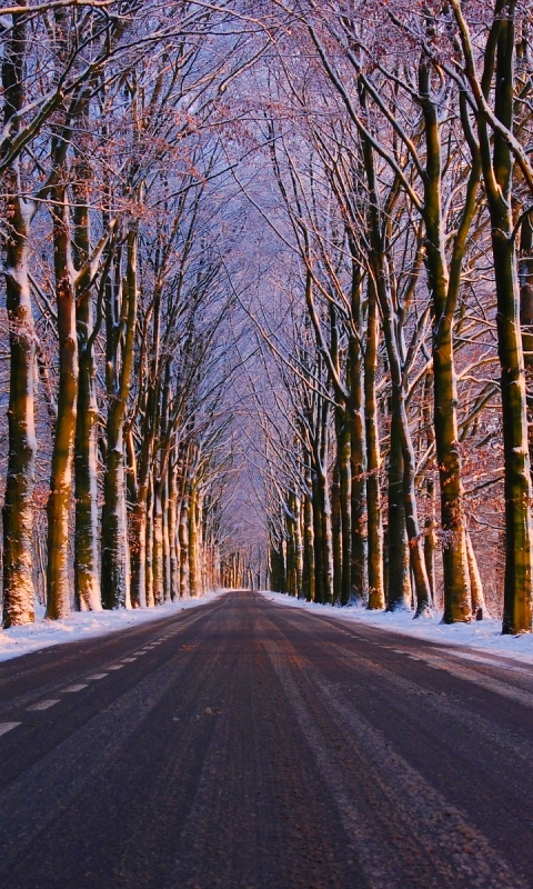 Скачать картинку Зима, Снег, Дорога, Дерево, Сделано Человеком, Обсаженный Деревьями, Усаженный Деревьями в телефон бесплатно.