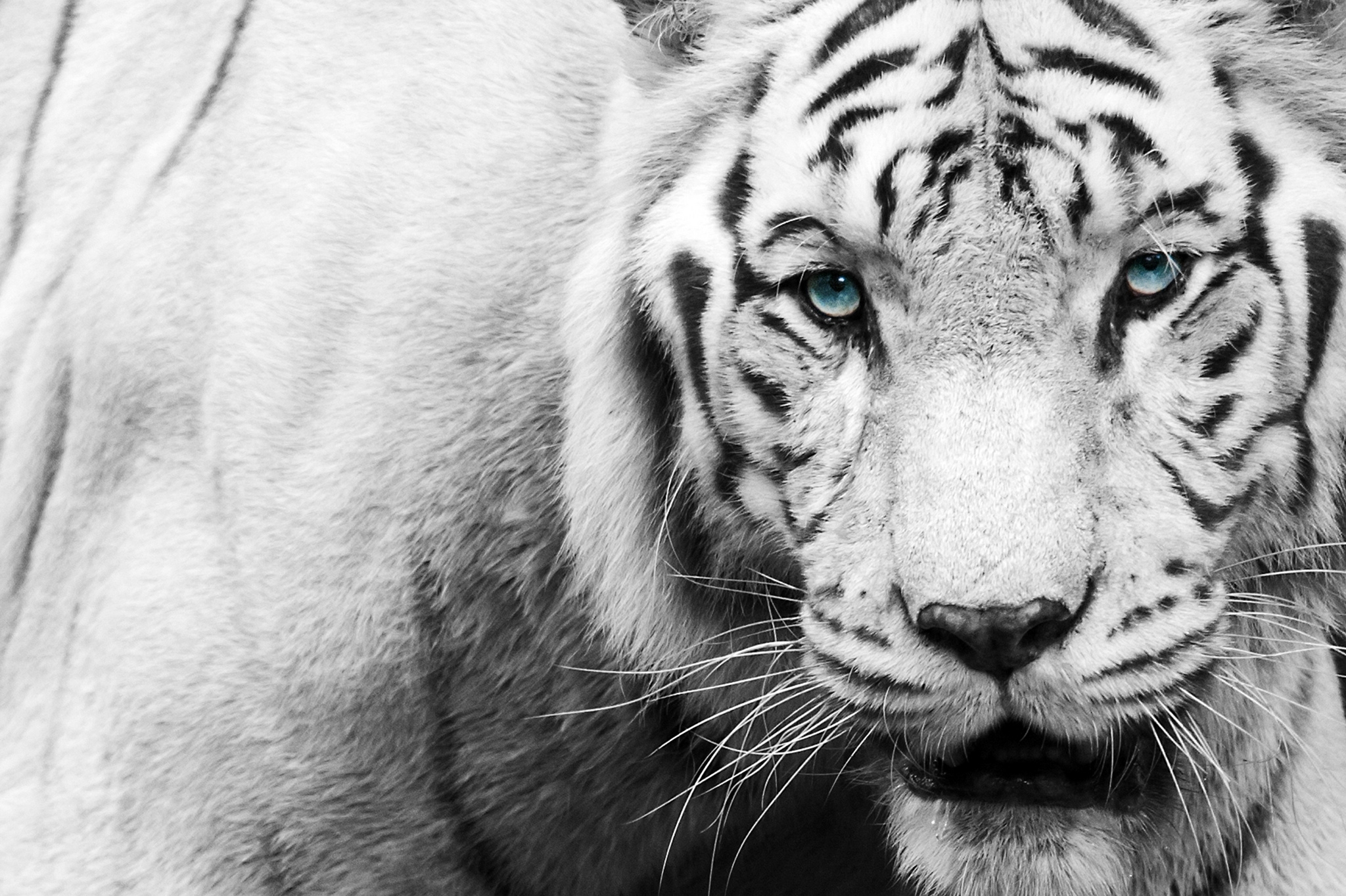 Free download wallpaper Cats, Muzzle, Tiger, Animal, White Tiger on your PC desktop