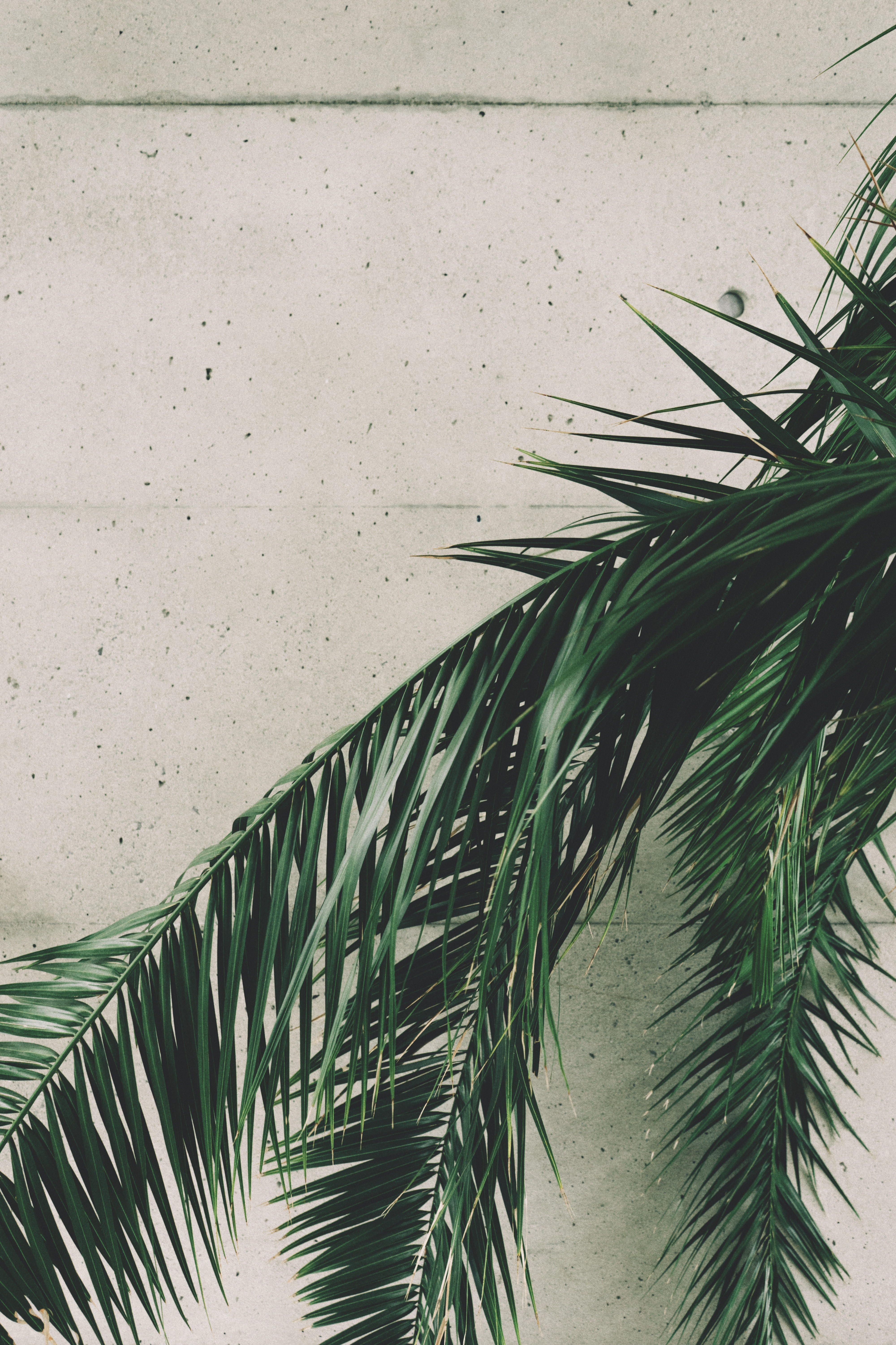 Download background nature, leaves, palm, branches, wall