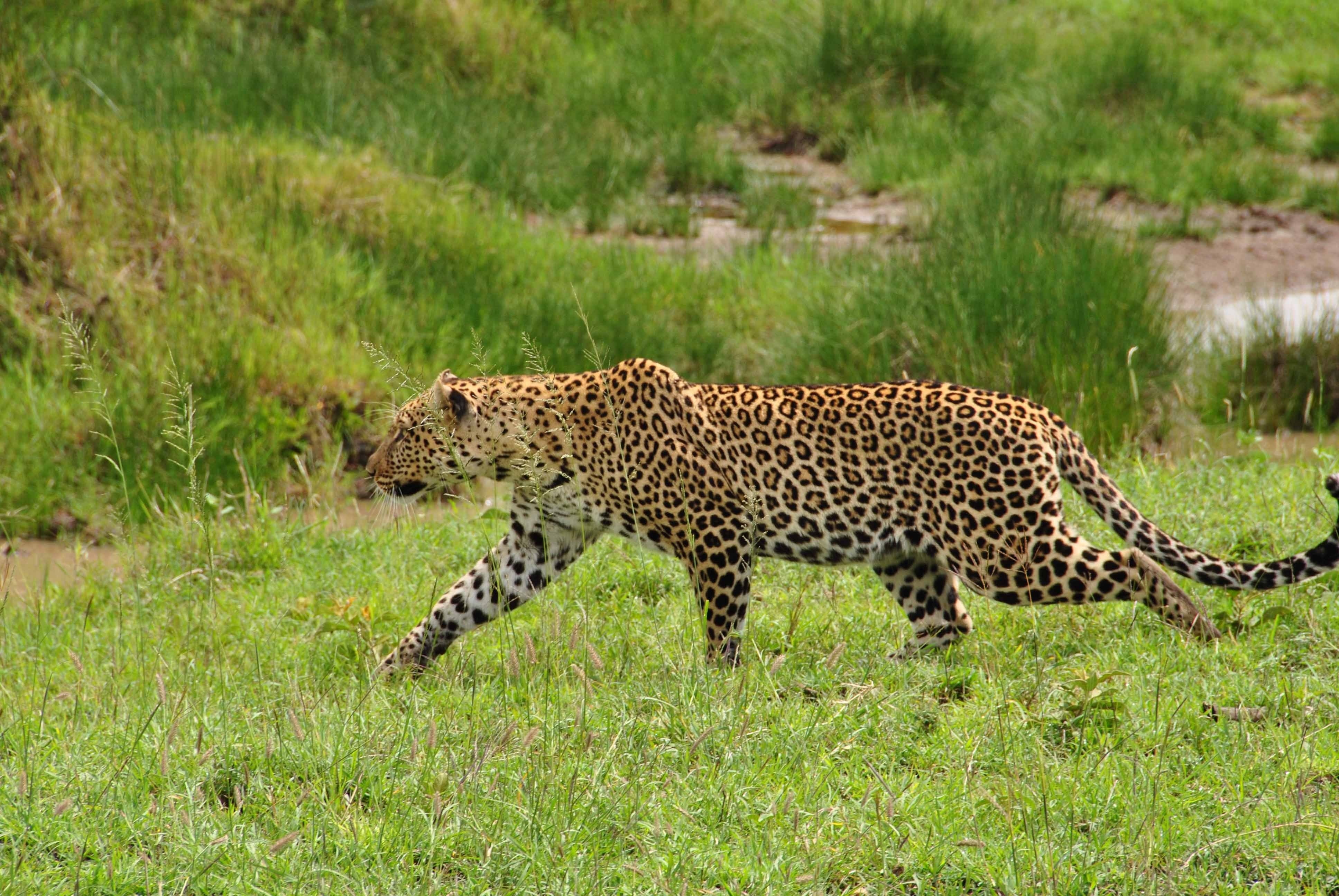 302908 baixar imagens animais, leopardo, gatos - papéis de parede e protetores de tela gratuitamente