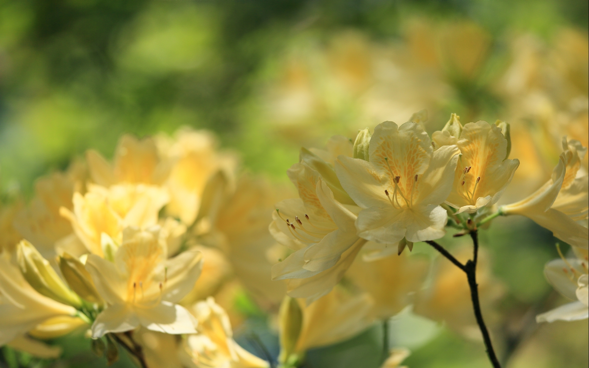 Téléchargez des papiers peints mobile Rhododendron, Fleurs, Terre/nature gratuitement.