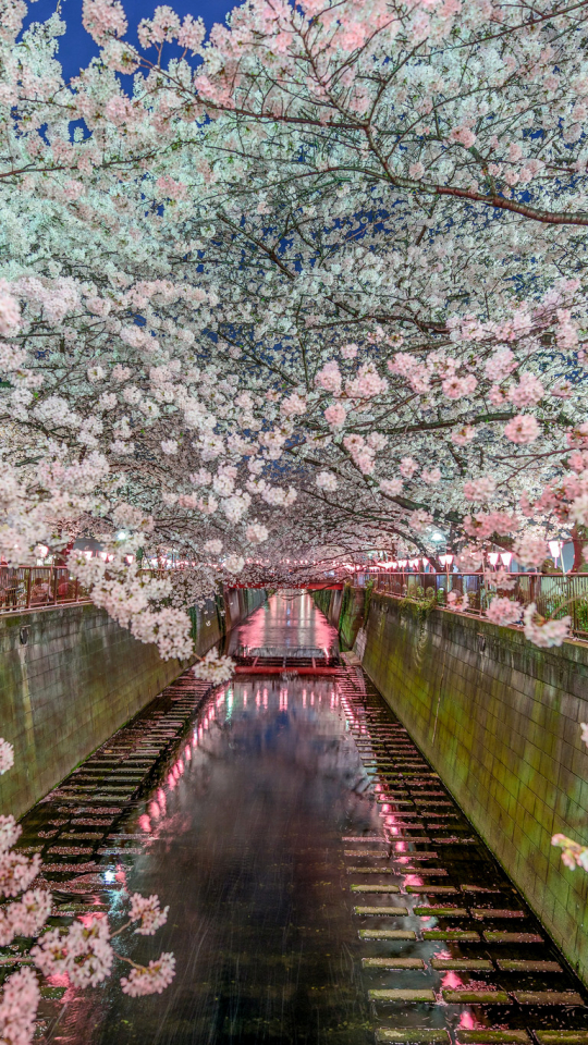 Download mobile wallpaper Flower, Spring, Blossom, Man Made, Canal for free.