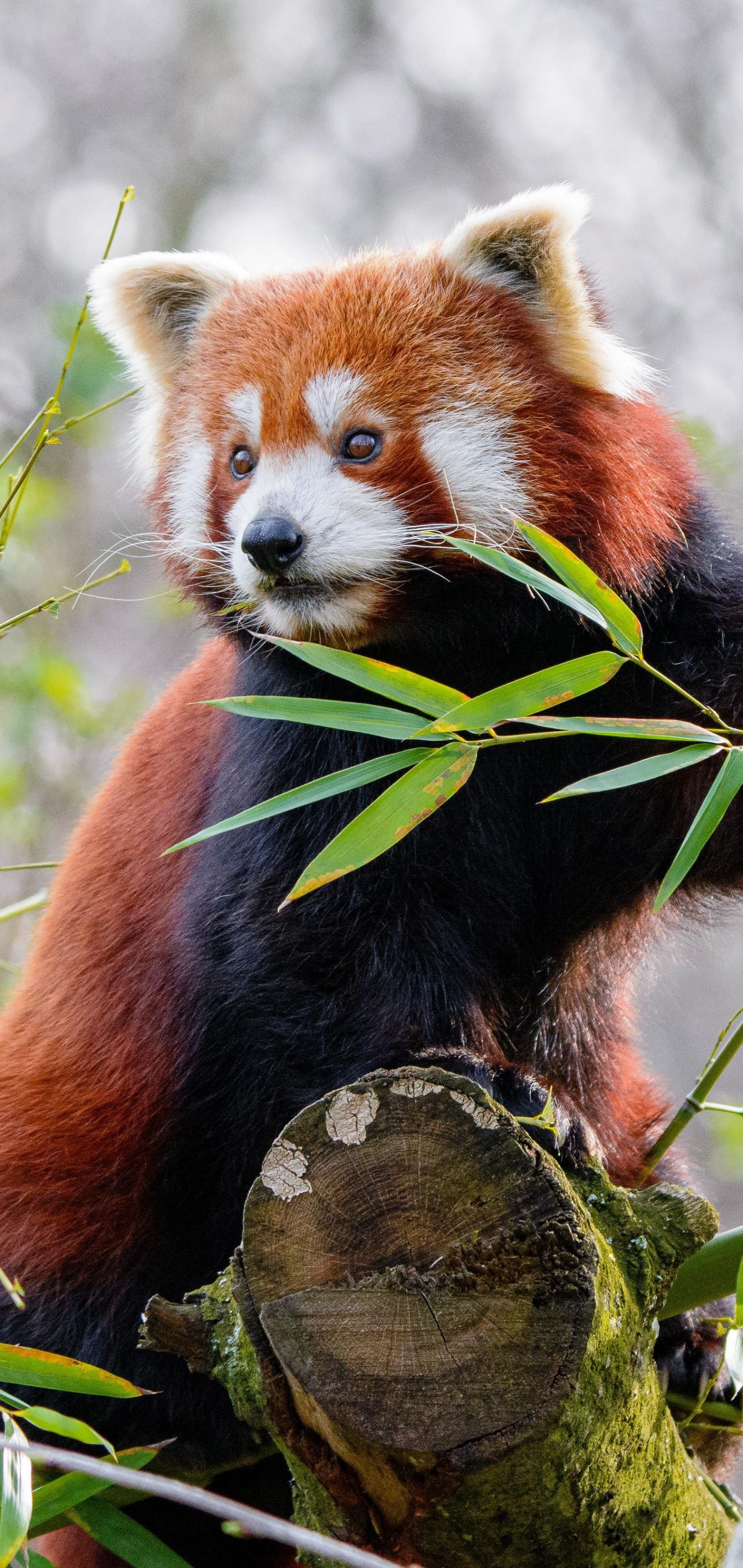 Baixar papel de parede para celular de Animais, Panda Vermelho gratuito.