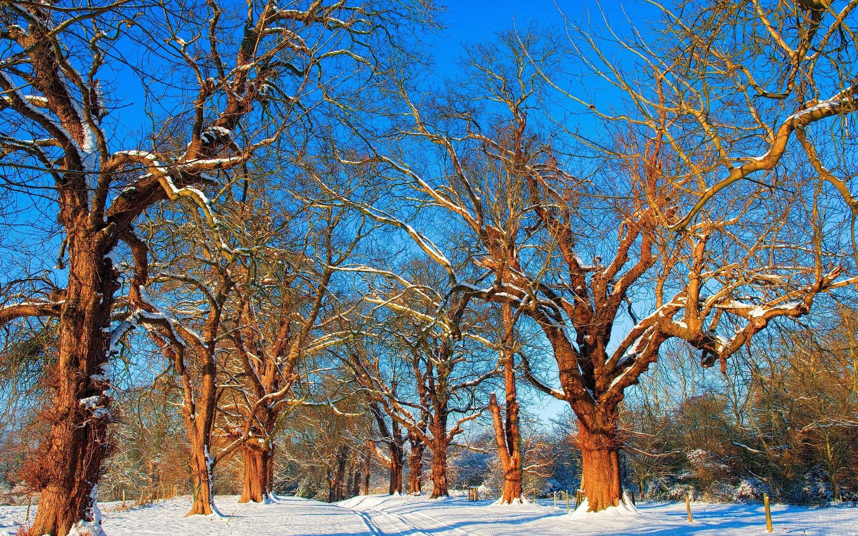 Téléchargez gratuitement l'image Arbre, Terre/nature sur le bureau de votre PC