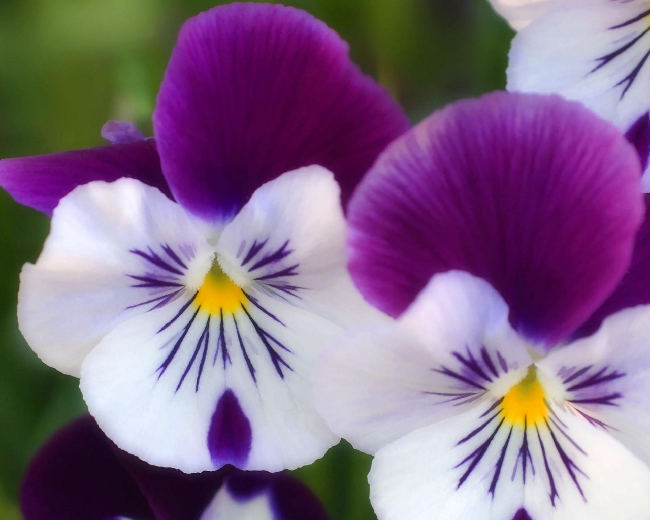 earth, pansy, flower