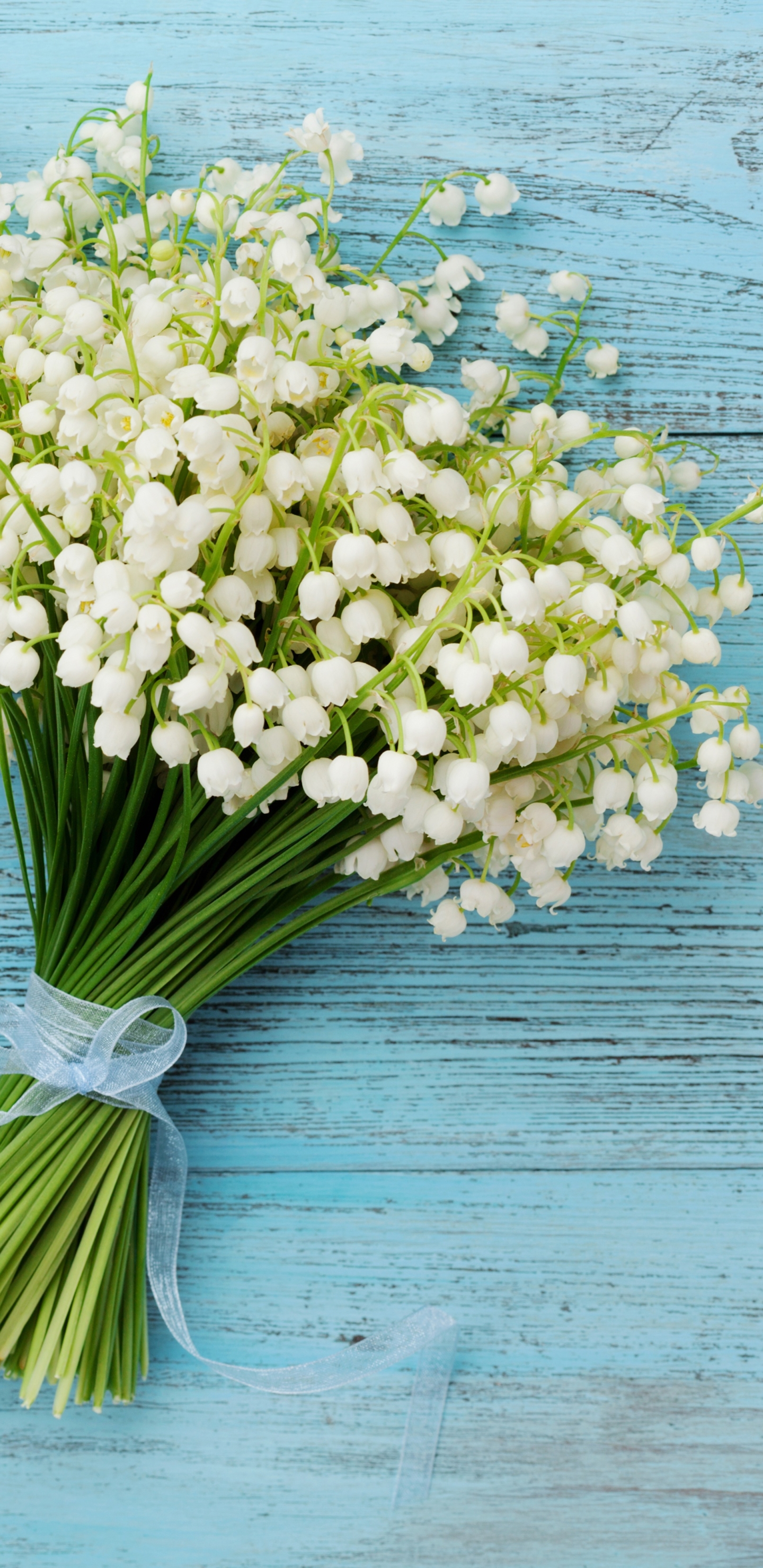 Descarga gratuita de fondo de pantalla para móvil de Flor, Fotografía, Flor Blanca, Bodegón.