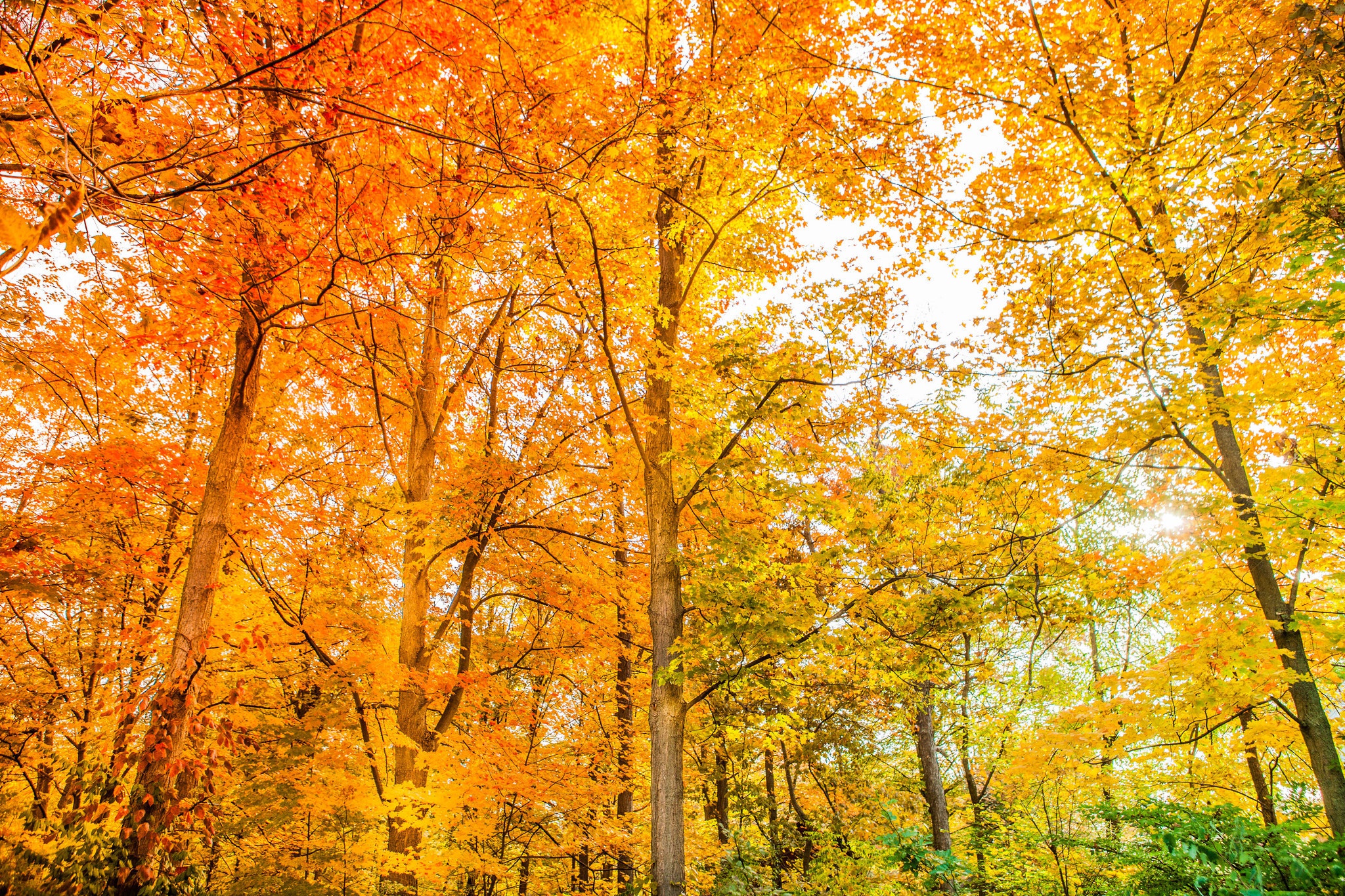 Baixar papel de parede para celular de Outono, Floresta, Terra/natureza gratuito.