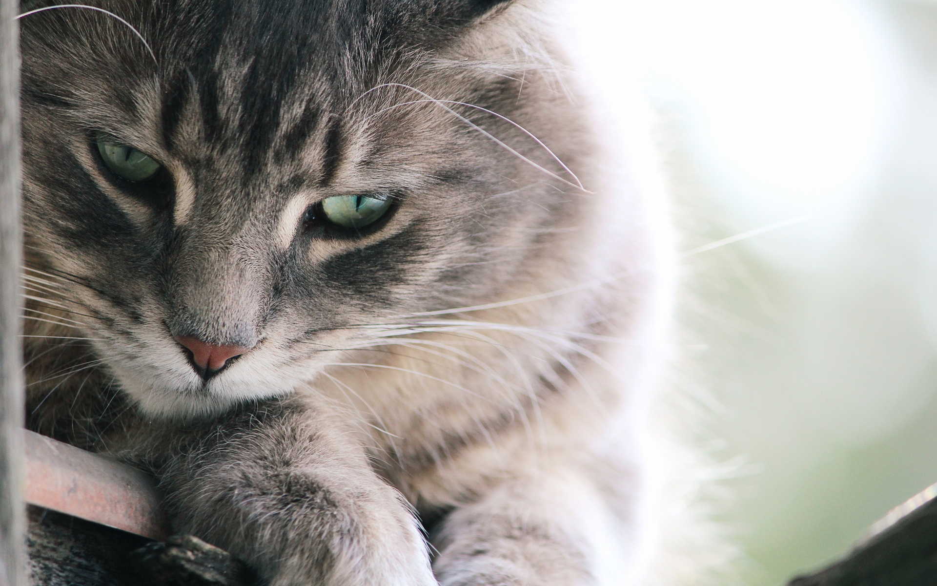 Téléchargez gratuitement l'image Animaux, Chat sur le bureau de votre PC