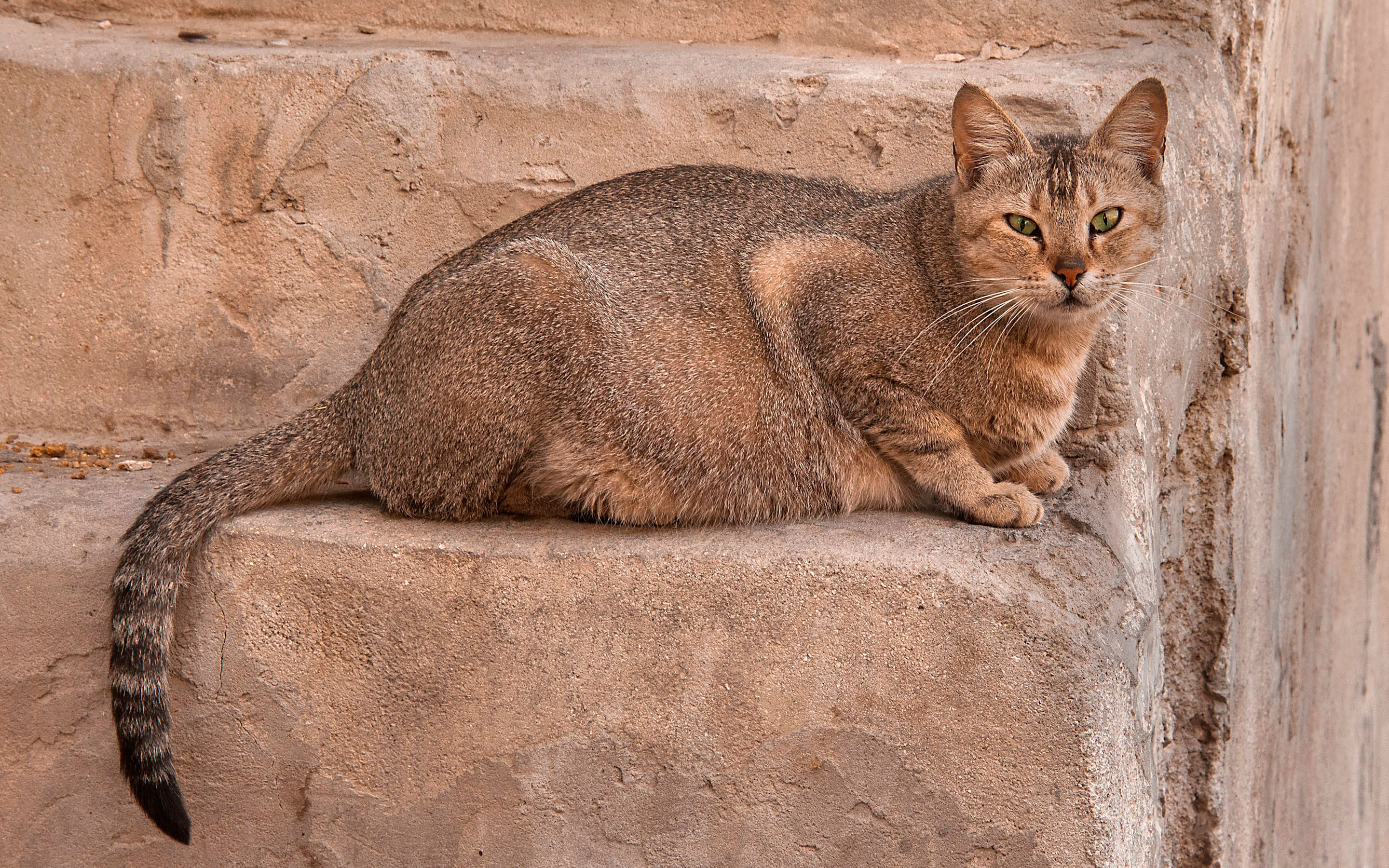 Descarga gratuita de fondo de pantalla para móvil de Gato, Gatos, Animales.