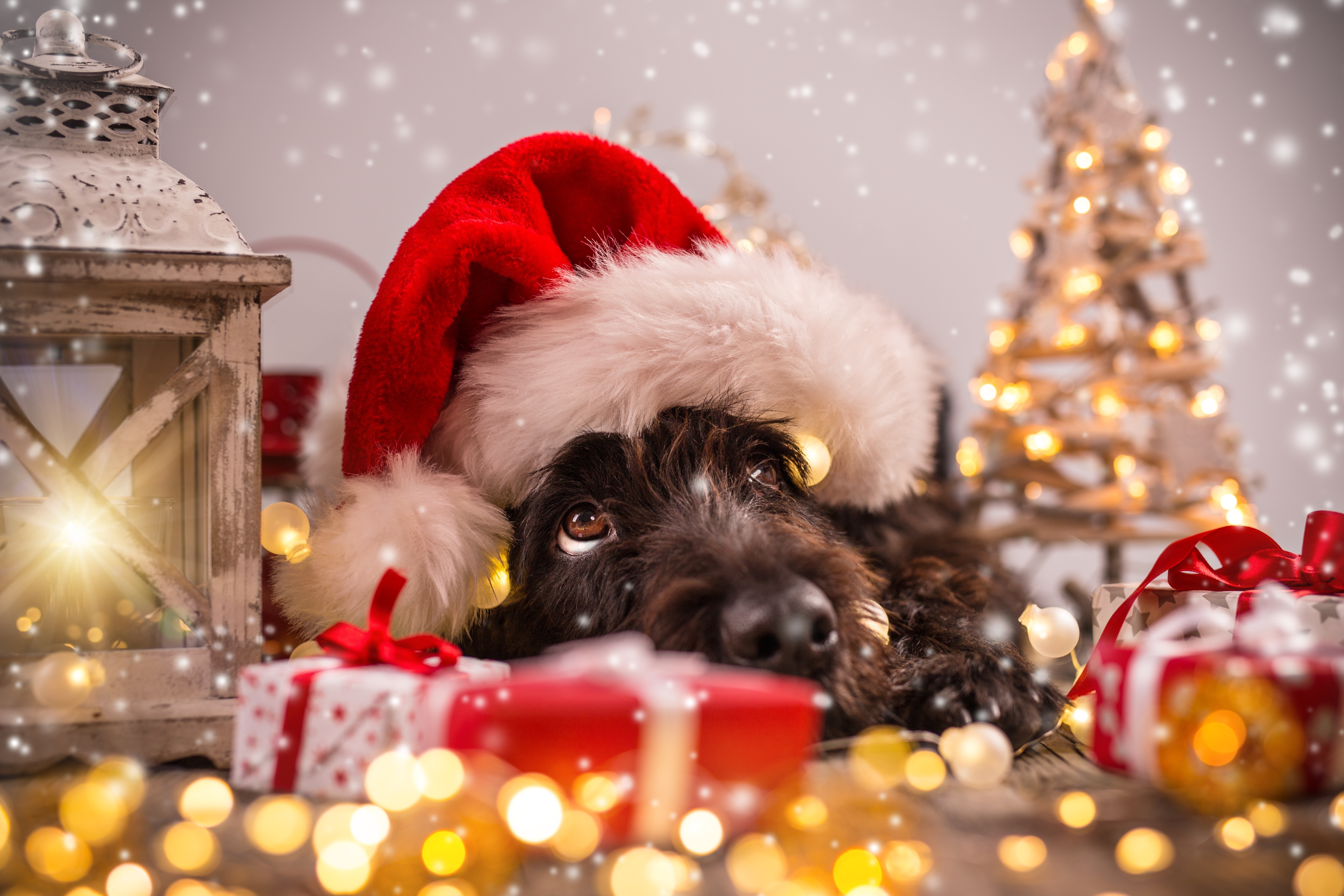 Baixar papel de parede para celular de Animais, Cães, Natal, Cão, Presente, Gorro Do Papai Noel gratuito.