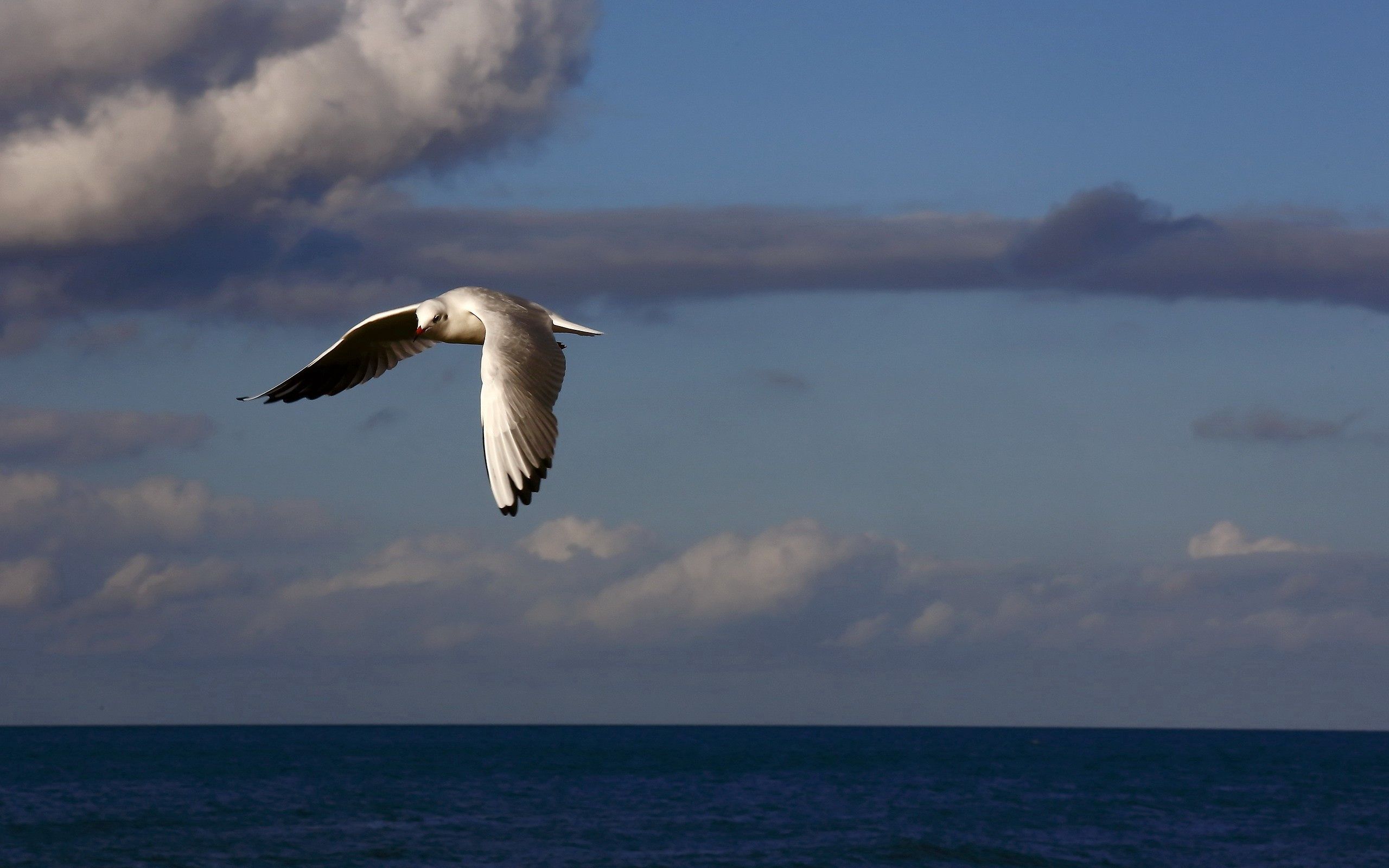 Download mobile wallpaper Clouds, Flight, Animals, Sky, Bird, Sea for free.