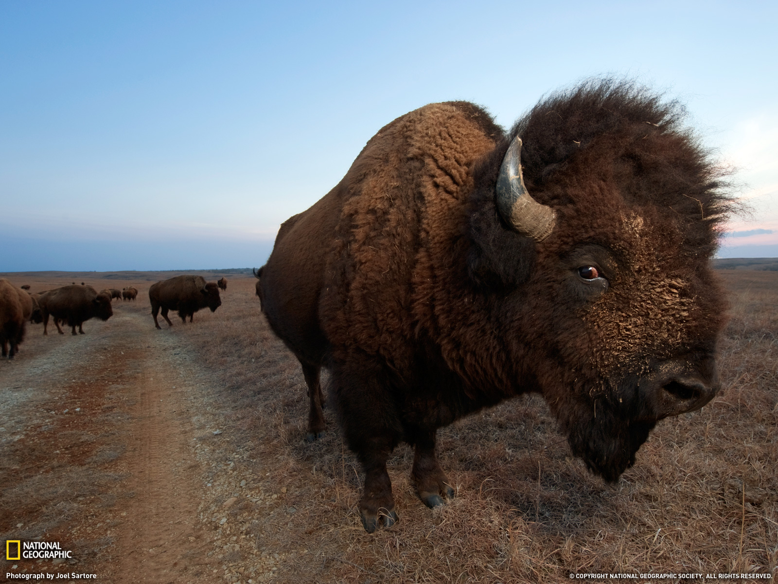 575718 descargar imagen animales, bisonte americano: fondos de pantalla y protectores de pantalla gratis