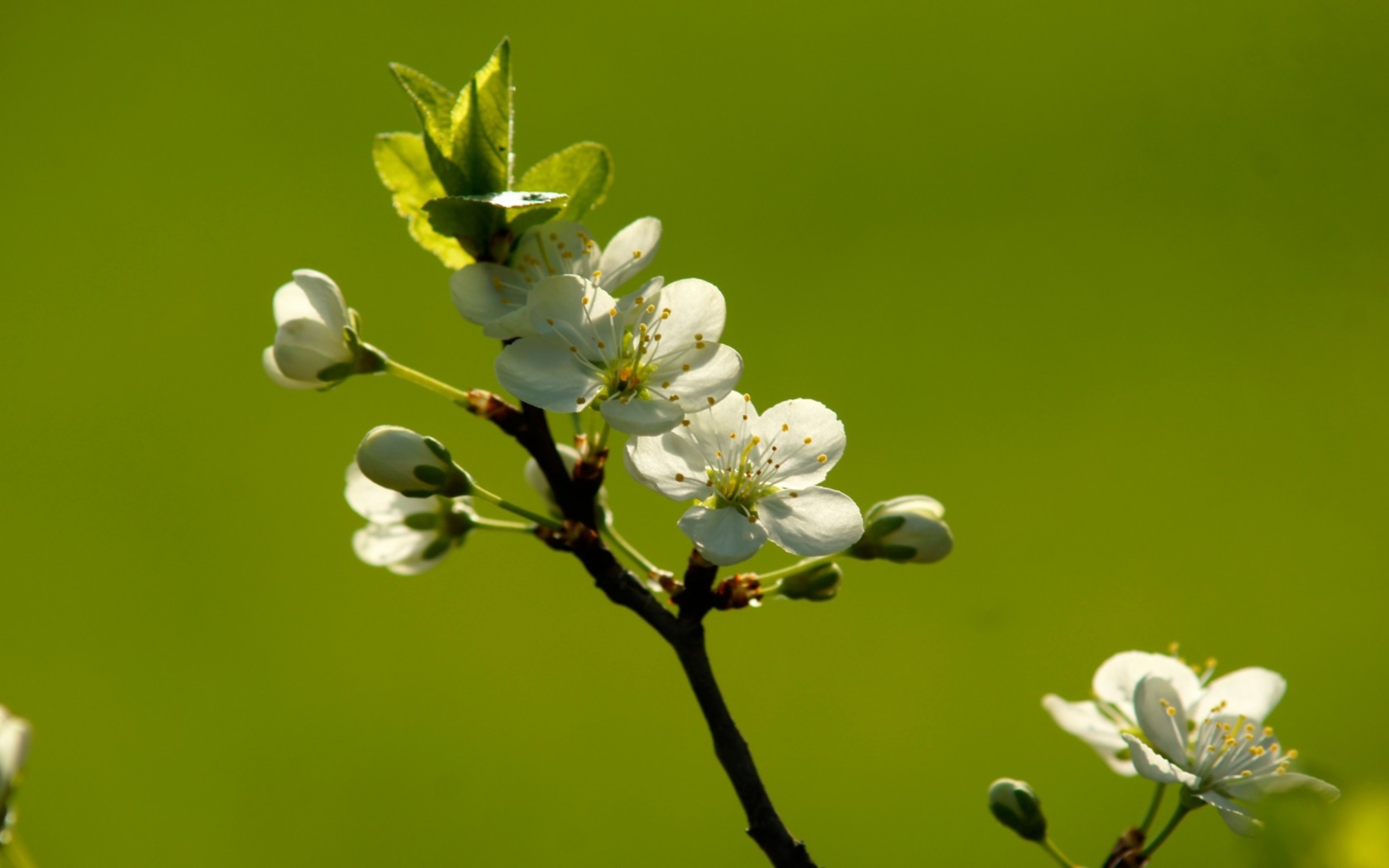 Download mobile wallpaper Flowers, Earth, Blossom for free.