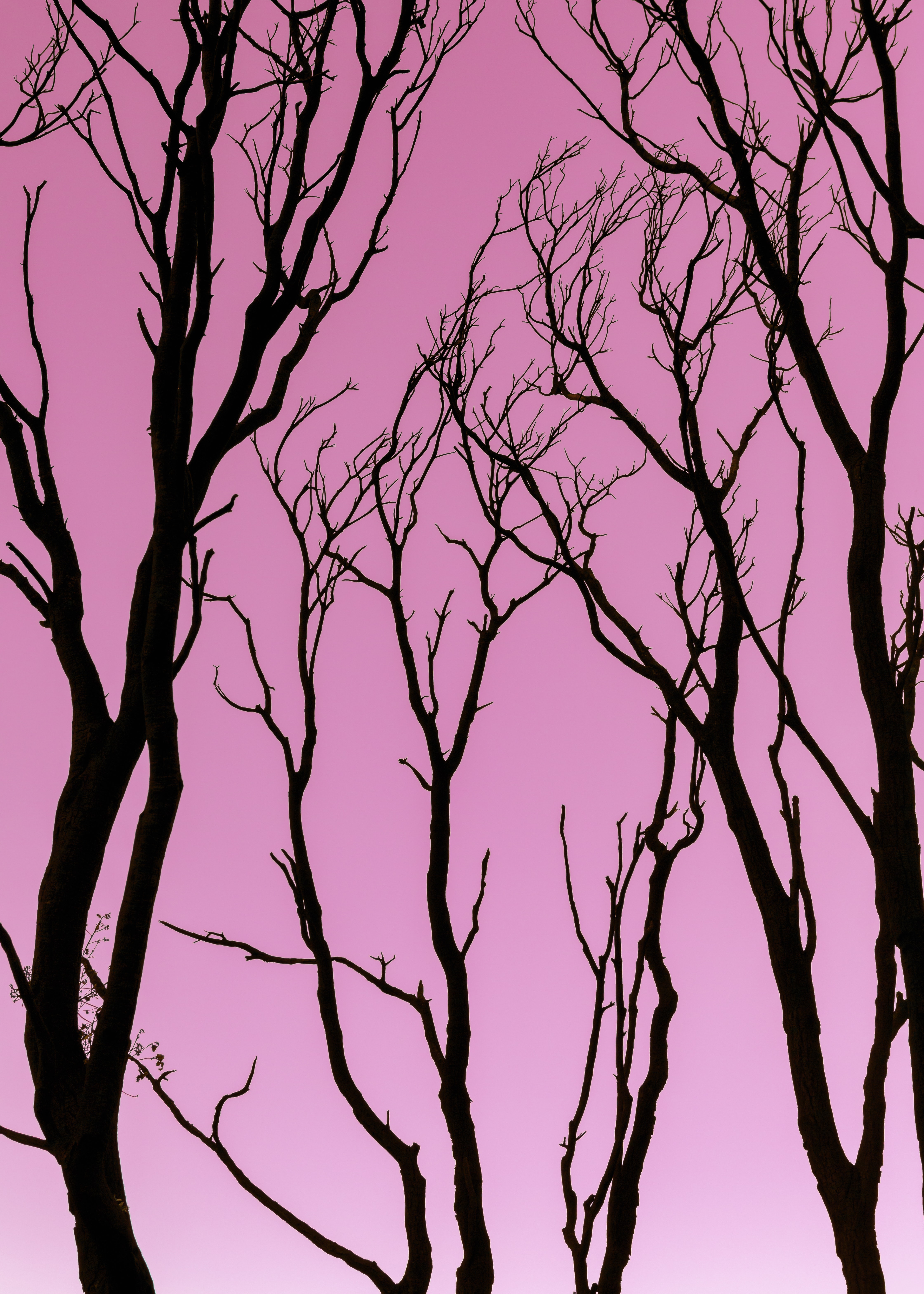 Download mobile wallpaper Pink, Nature, Trees, Silhouette, Dark for free.