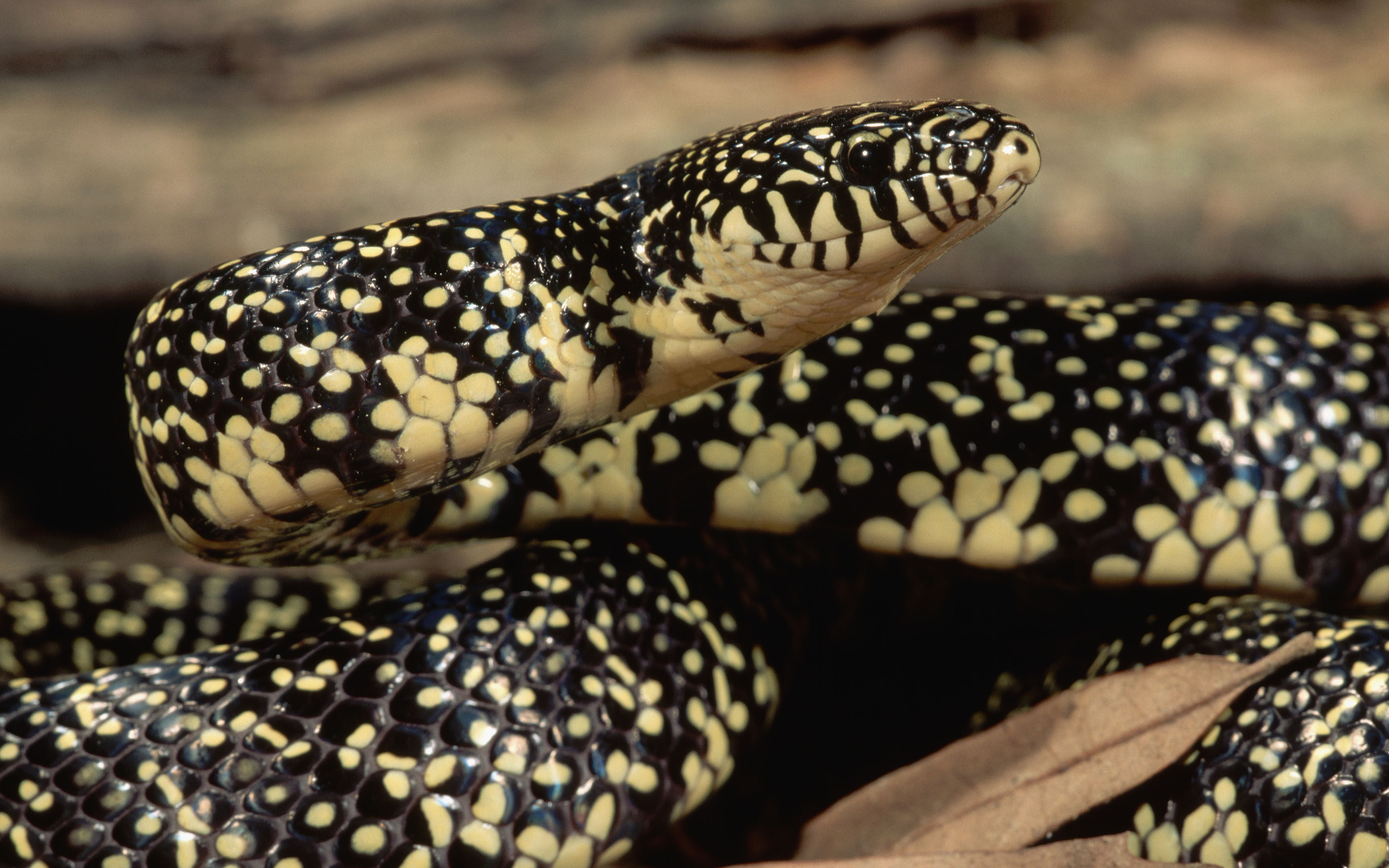 Descarga gratuita de fondo de pantalla para móvil de Serpiente, Reptiles, Animales.