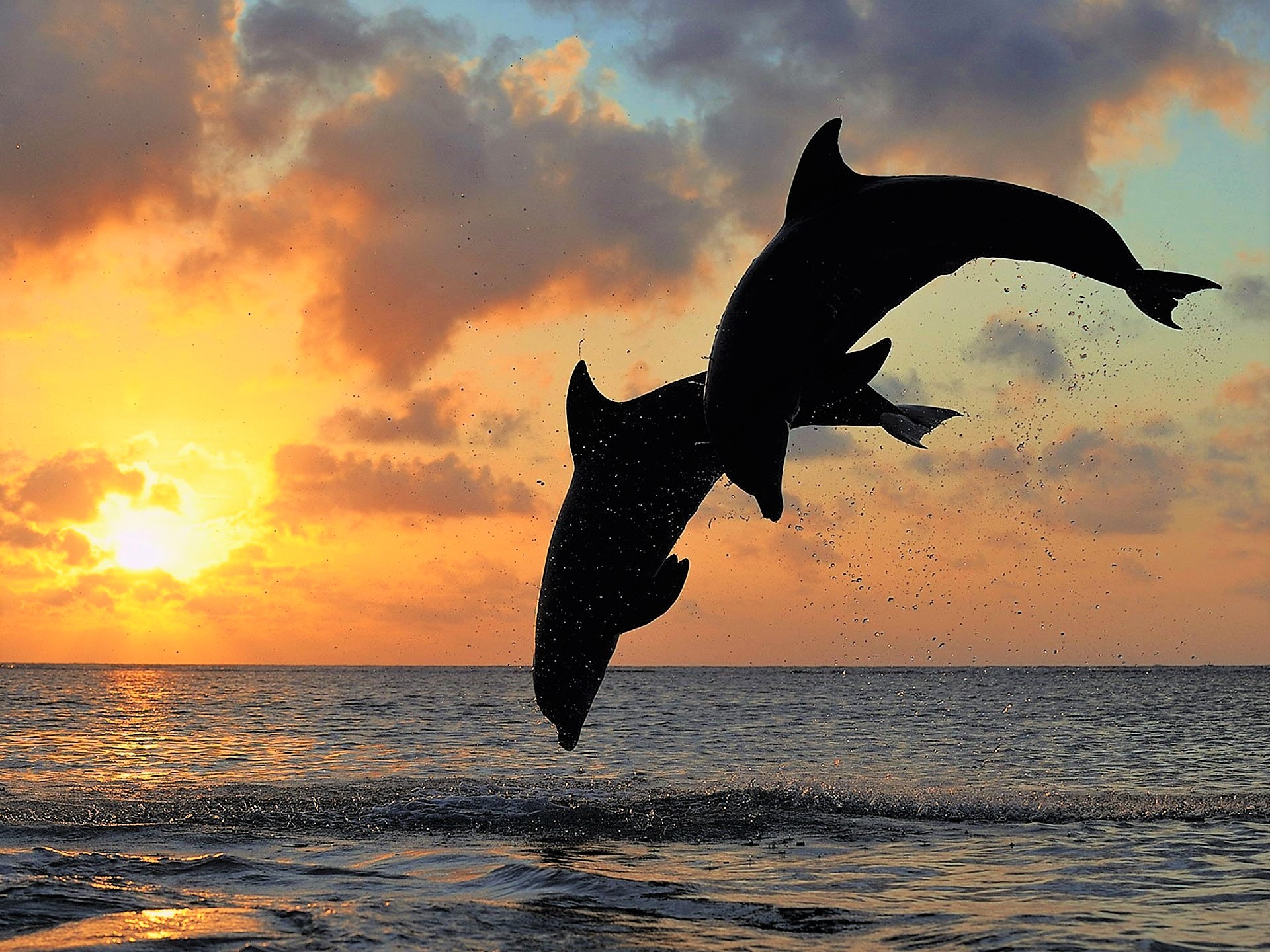 Download mobile wallpaper Sunset, Sea, Horizon, Ocean, Animal, Dolphin for free.