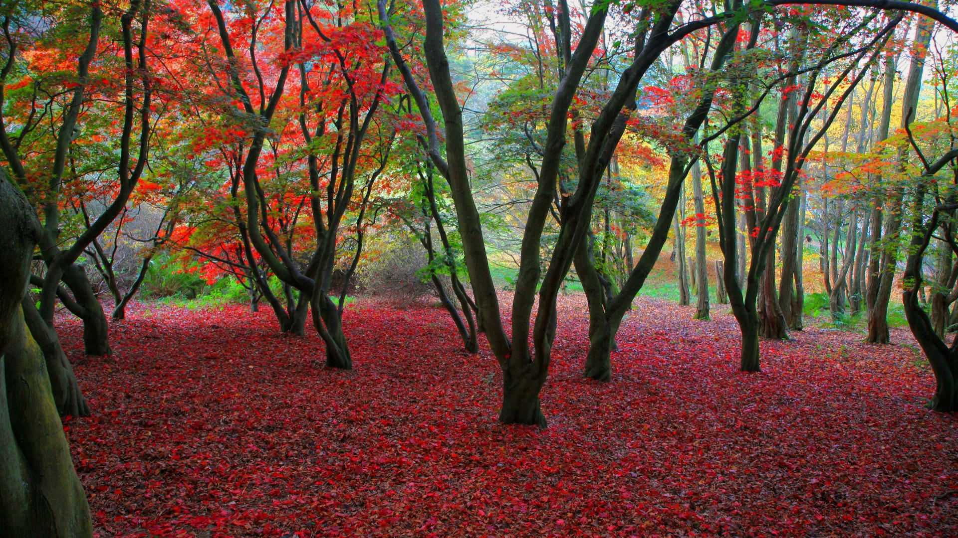 無料モバイル壁紙風景, 木, 秋をダウンロードします。