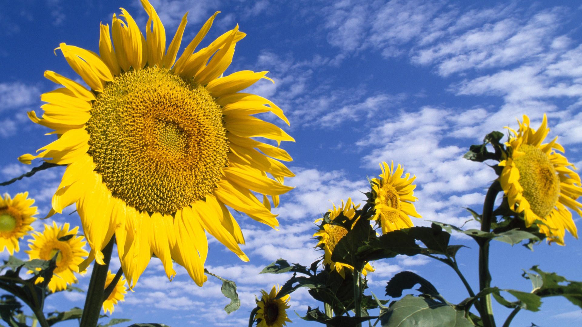 sunflowers, nature, flowers, sky, clouds, summer, field desktop HD wallpaper