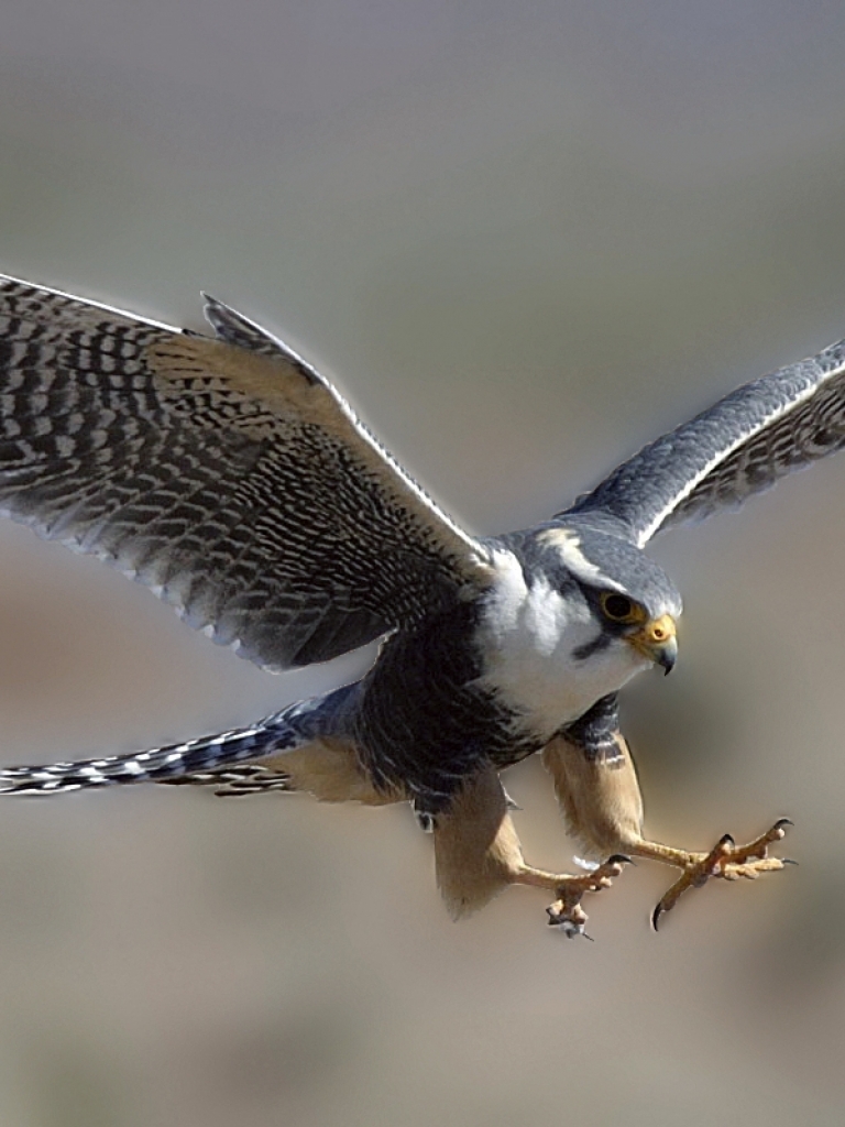 Download mobile wallpaper Birds, Falcon, Animal for free.