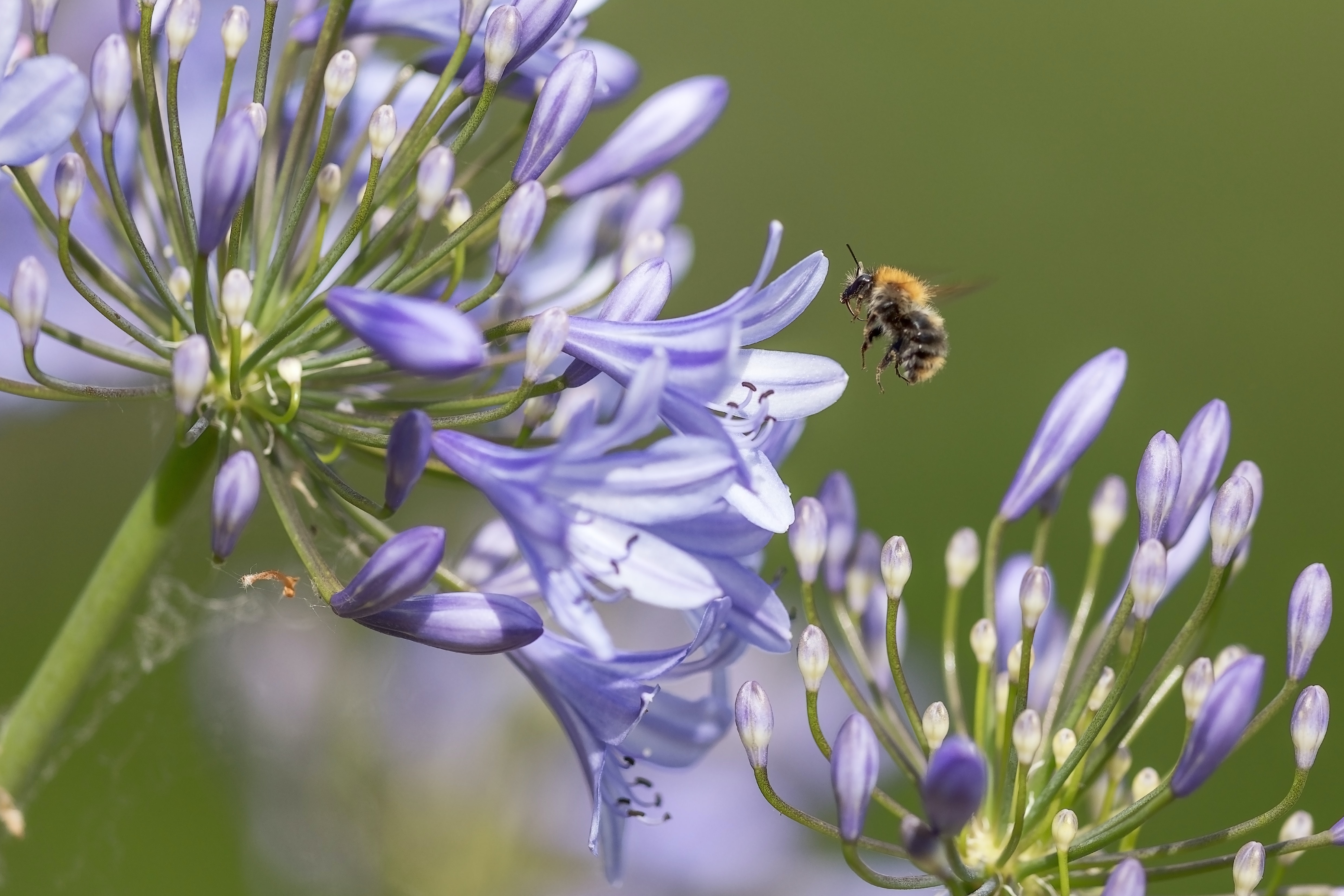 Download mobile wallpaper Animals, Petals, Bee, Macro, Flower for free.