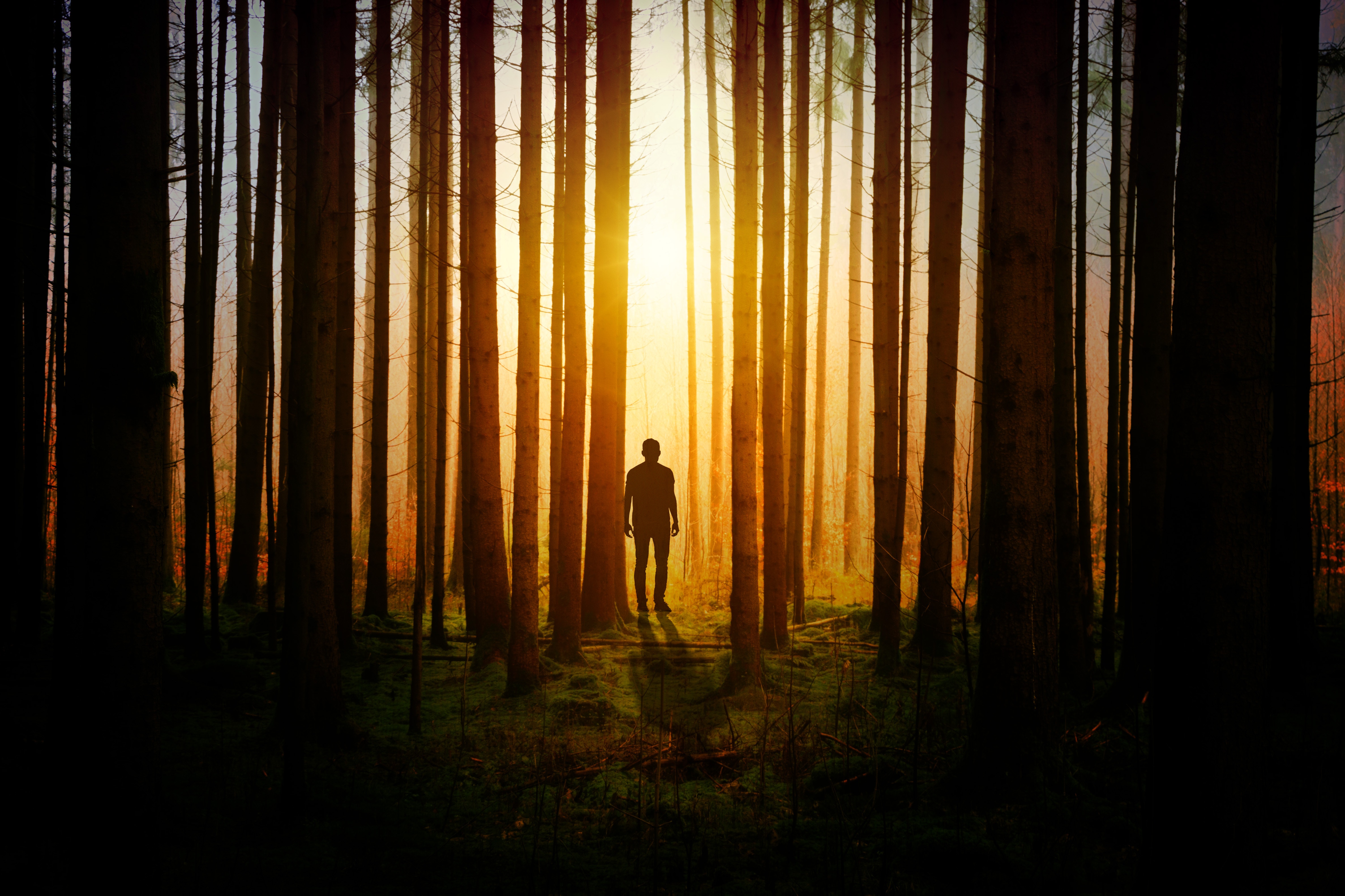 Download mobile wallpaper Trees, Forest, Nature, Person, Silhouette, Human for free.