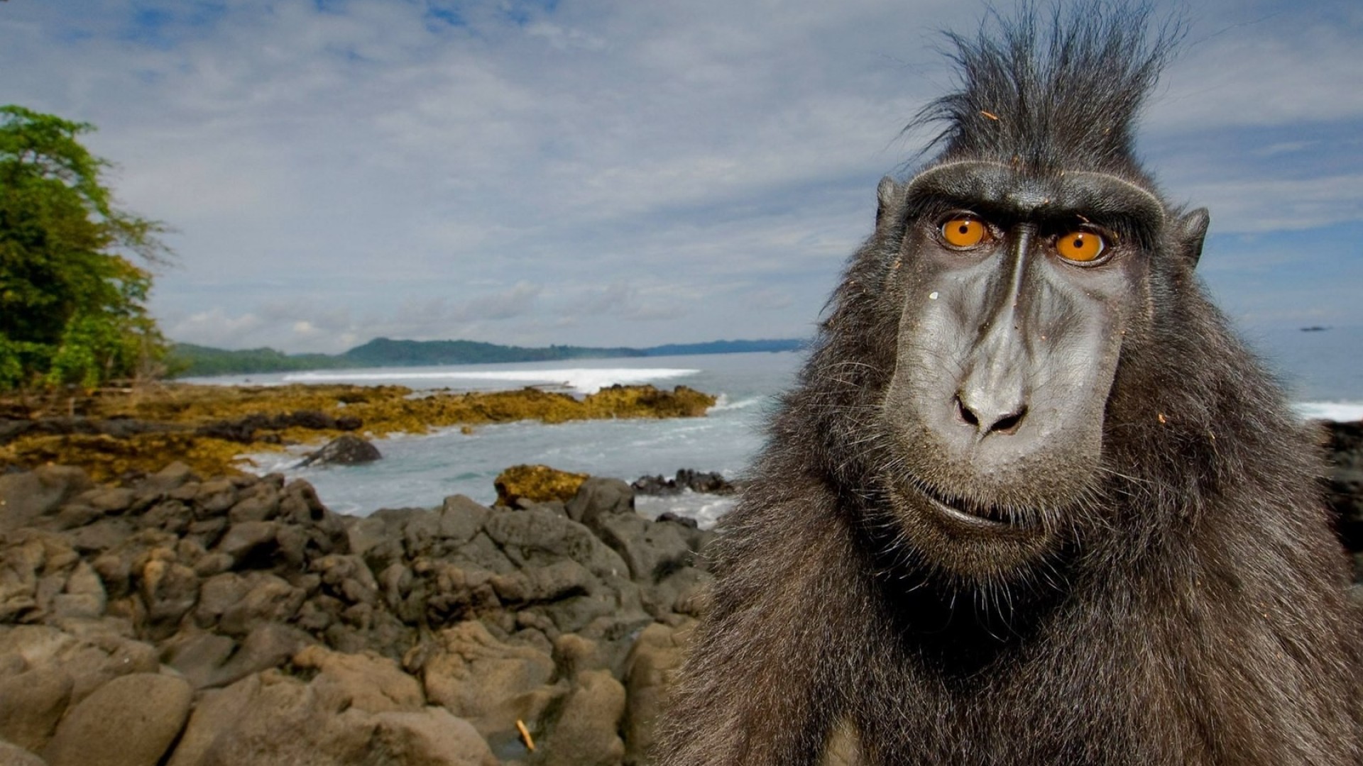 Télécharger des fonds d'écran Macaque Noir À Crête HD