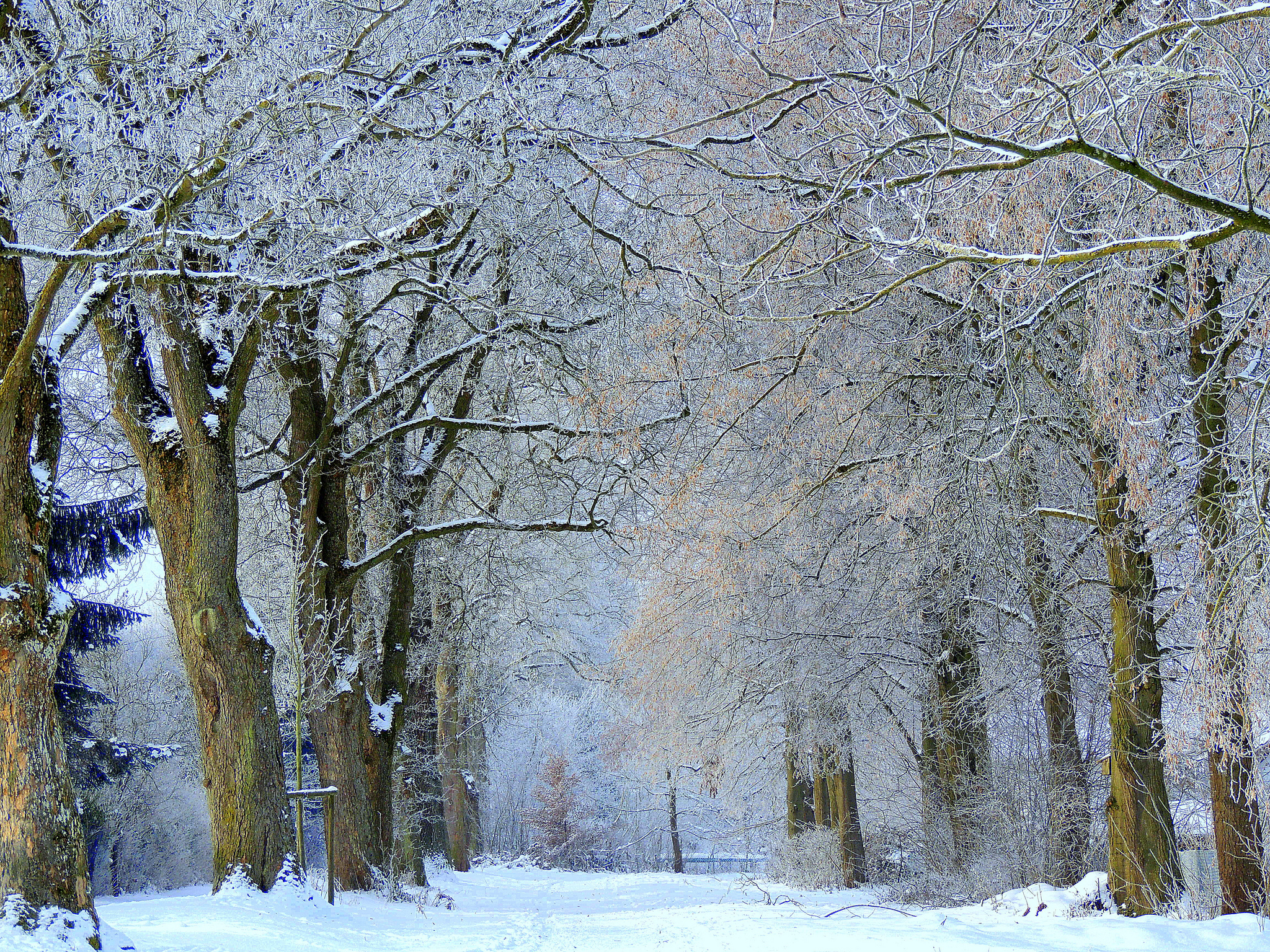 Téléchargez gratuitement l'image Hiver, Terre/nature sur le bureau de votre PC