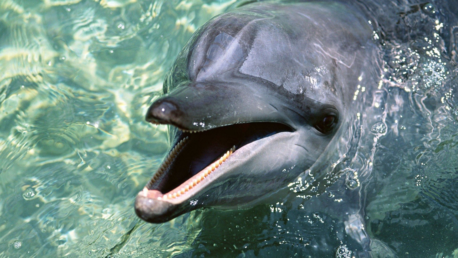dolphin, animals, water, teeth