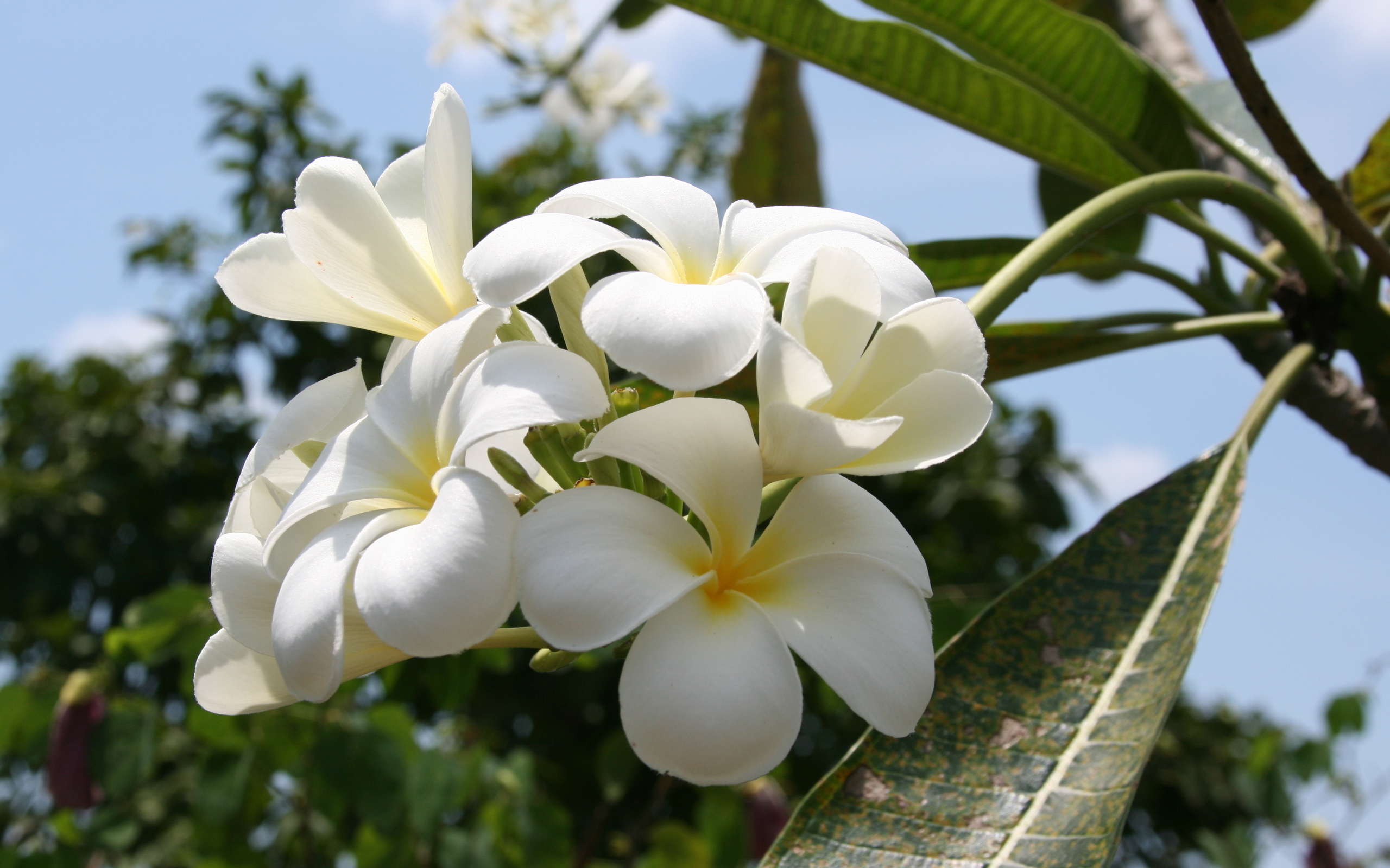 Descarga gratis la imagen Flores, Flor, Frangipani, Tierra/naturaleza en el escritorio de tu PC