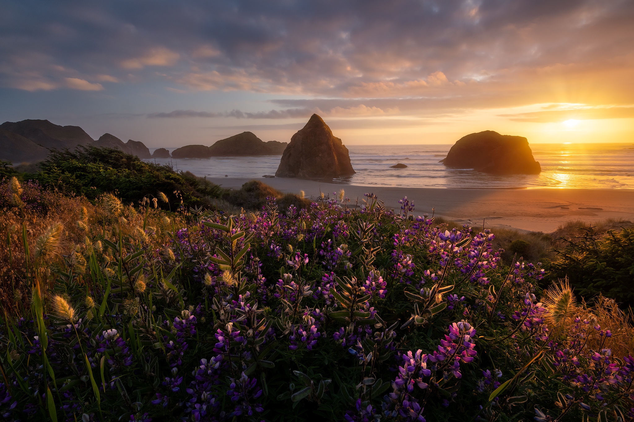Laden Sie das Landschaft, Natur, Strand, Blume, Ozean, Lupinen, Sonnenuntergang, Vereinigte Staaten Von Amerika, Erde/natur-Bild kostenlos auf Ihren PC-Desktop herunter