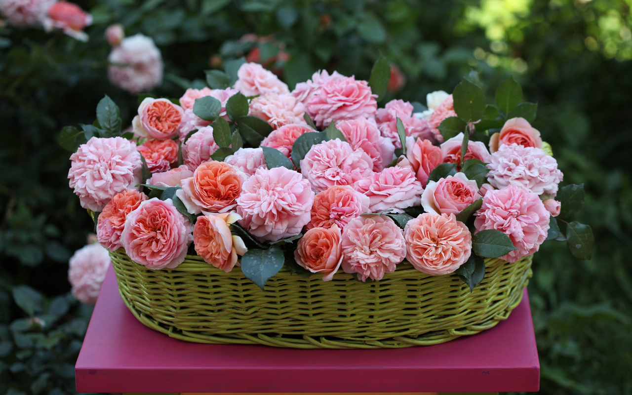 Téléchargez des papiers peints mobile Fêtes, Plantes, Roses, Fleurs, Bouquets gratuitement.