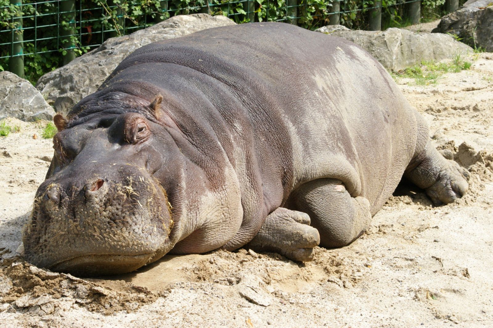 Free download wallpaper Animal, Hippo on your PC desktop