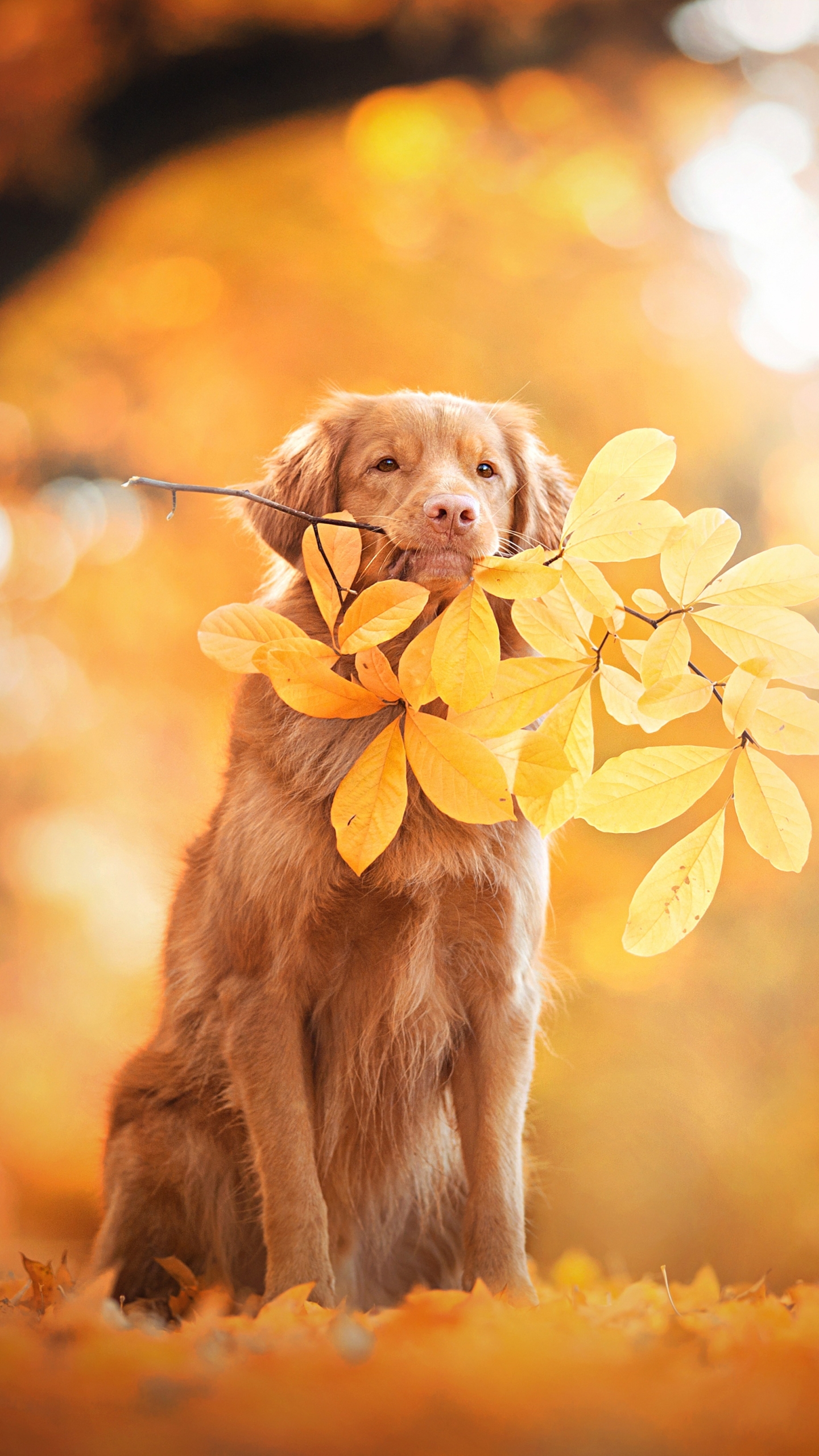 Download mobile wallpaper Dogs, Leaf, Animal, Nova Scotia Duck Tolling Retriever for free.