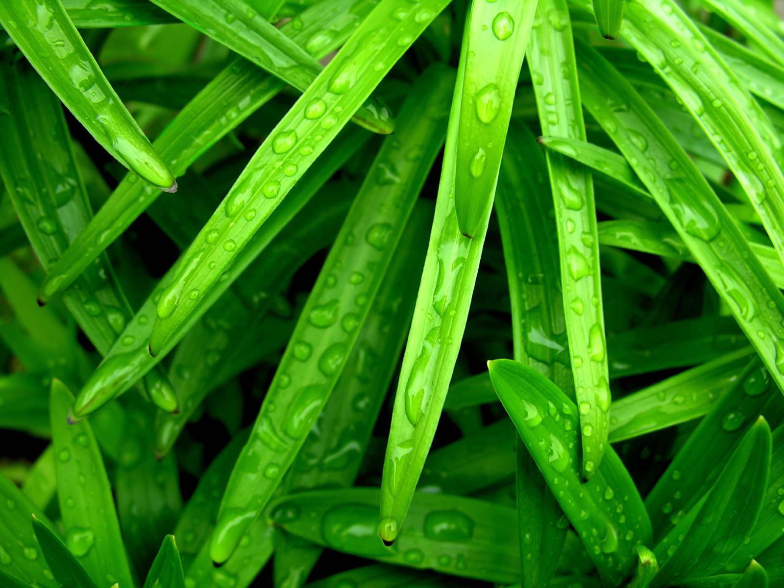 drops, grass, green, macro, wet, humid UHD