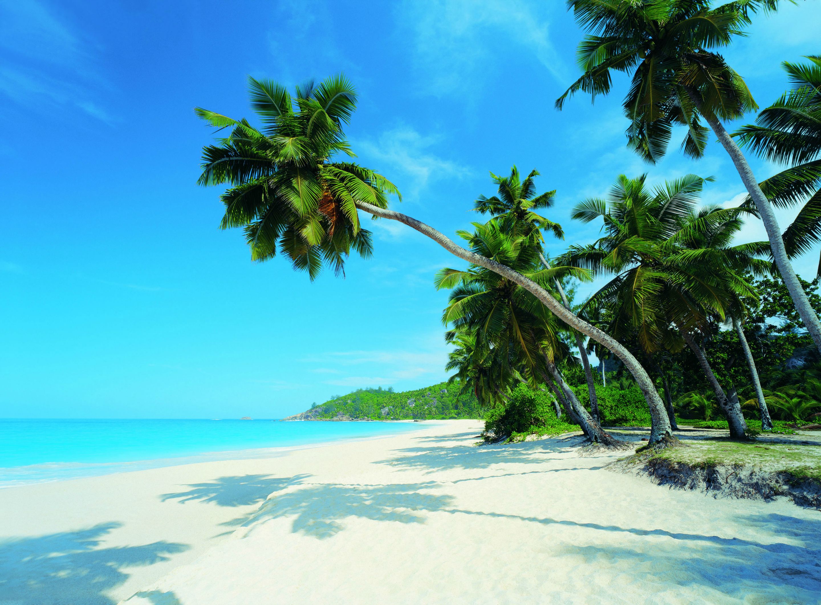 Descarga gratuita de fondo de pantalla para móvil de Mar, Playa, Horizonte, Océano, Tierra/naturaleza, Palmera, Tropico.