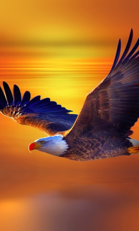 Download mobile wallpaper Birds, Sunset, Flight, Animal, Eagle, Bald Eagle for free.