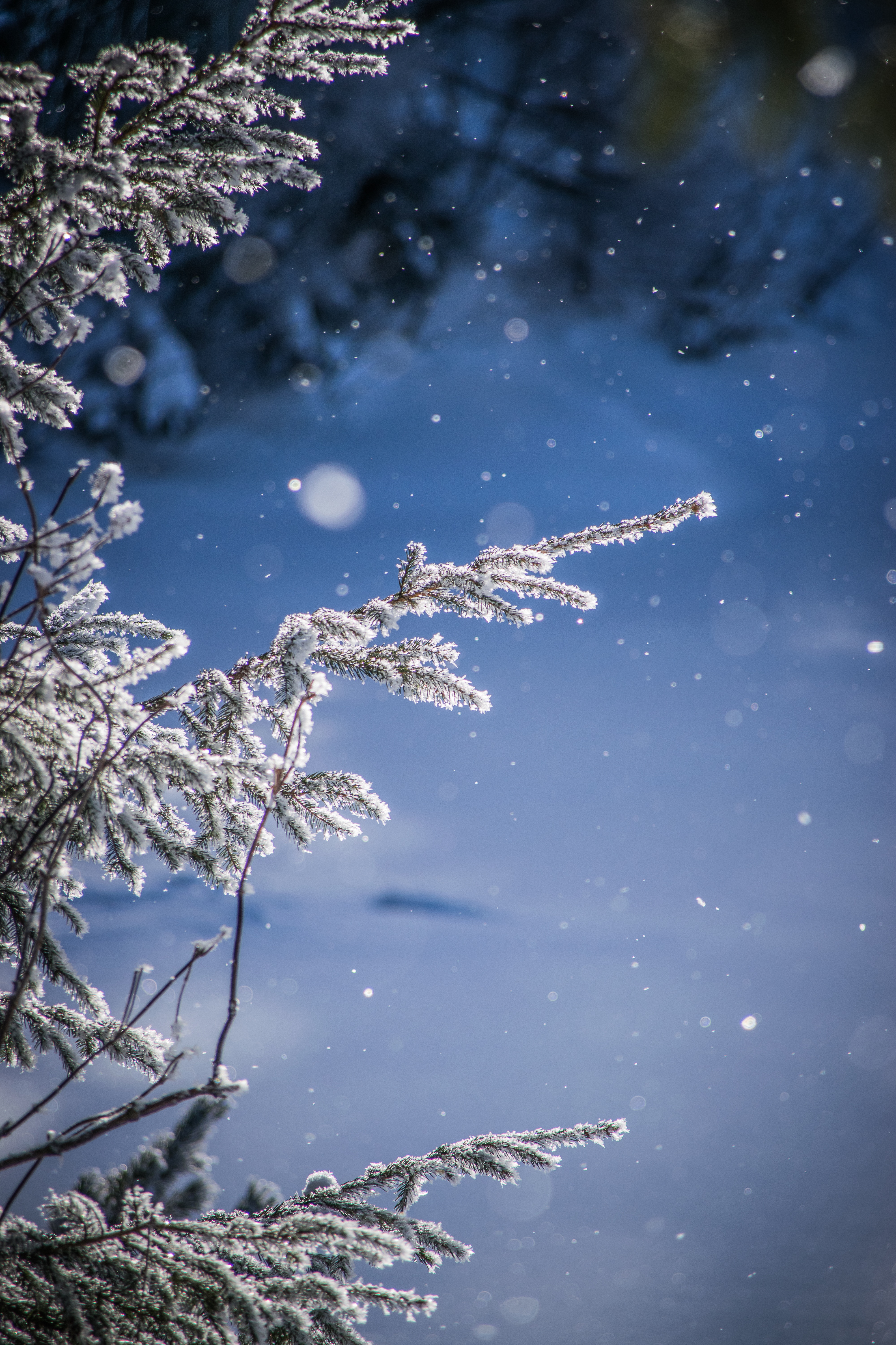 Free download wallpaper Blur, Smooth, Branches, Boquet, Bokeh, Glare, Snow, Nature on your PC desktop
