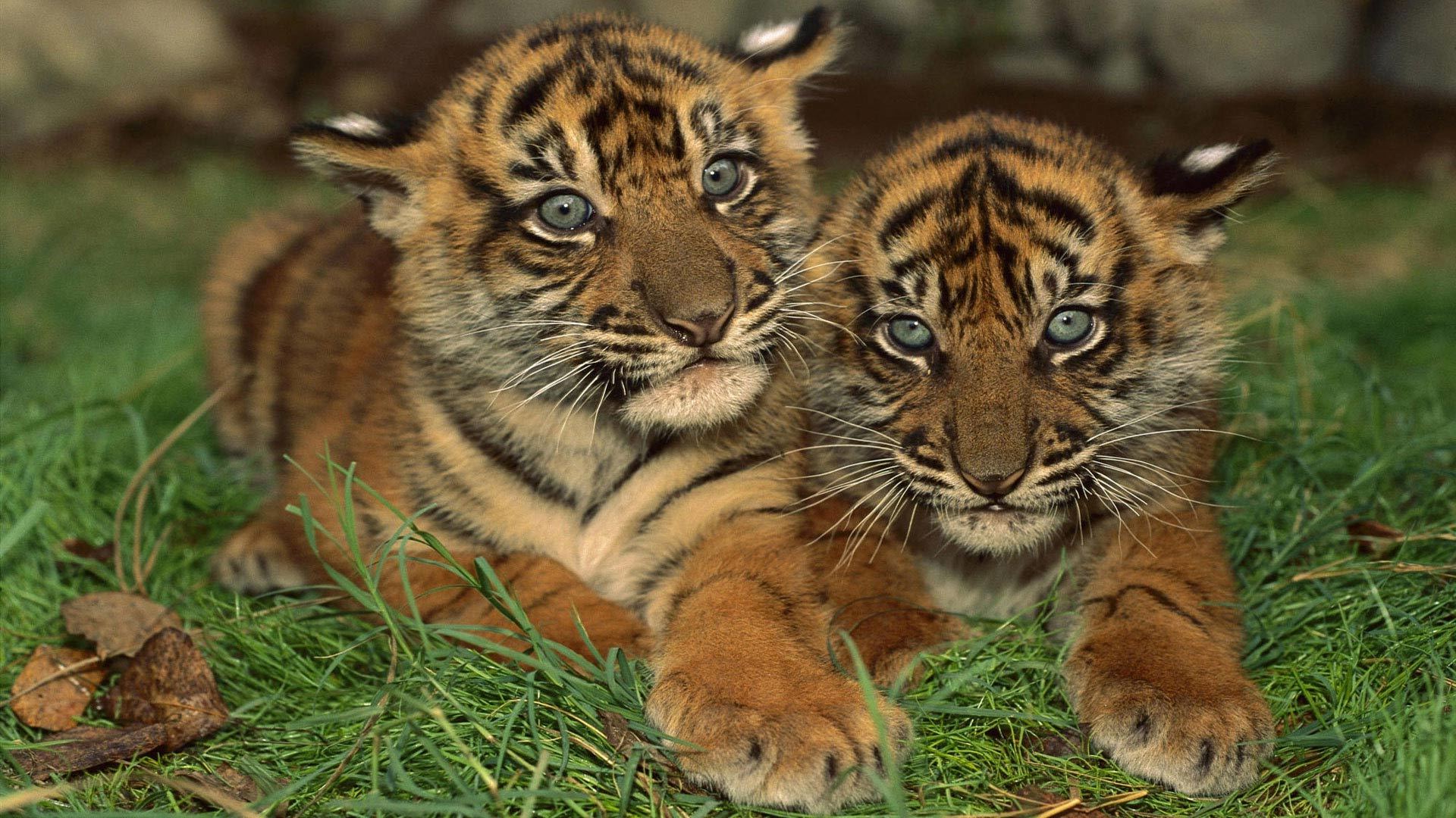 42553 Bild herunterladen tiere, tigers - Hintergrundbilder und Bildschirmschoner kostenlos