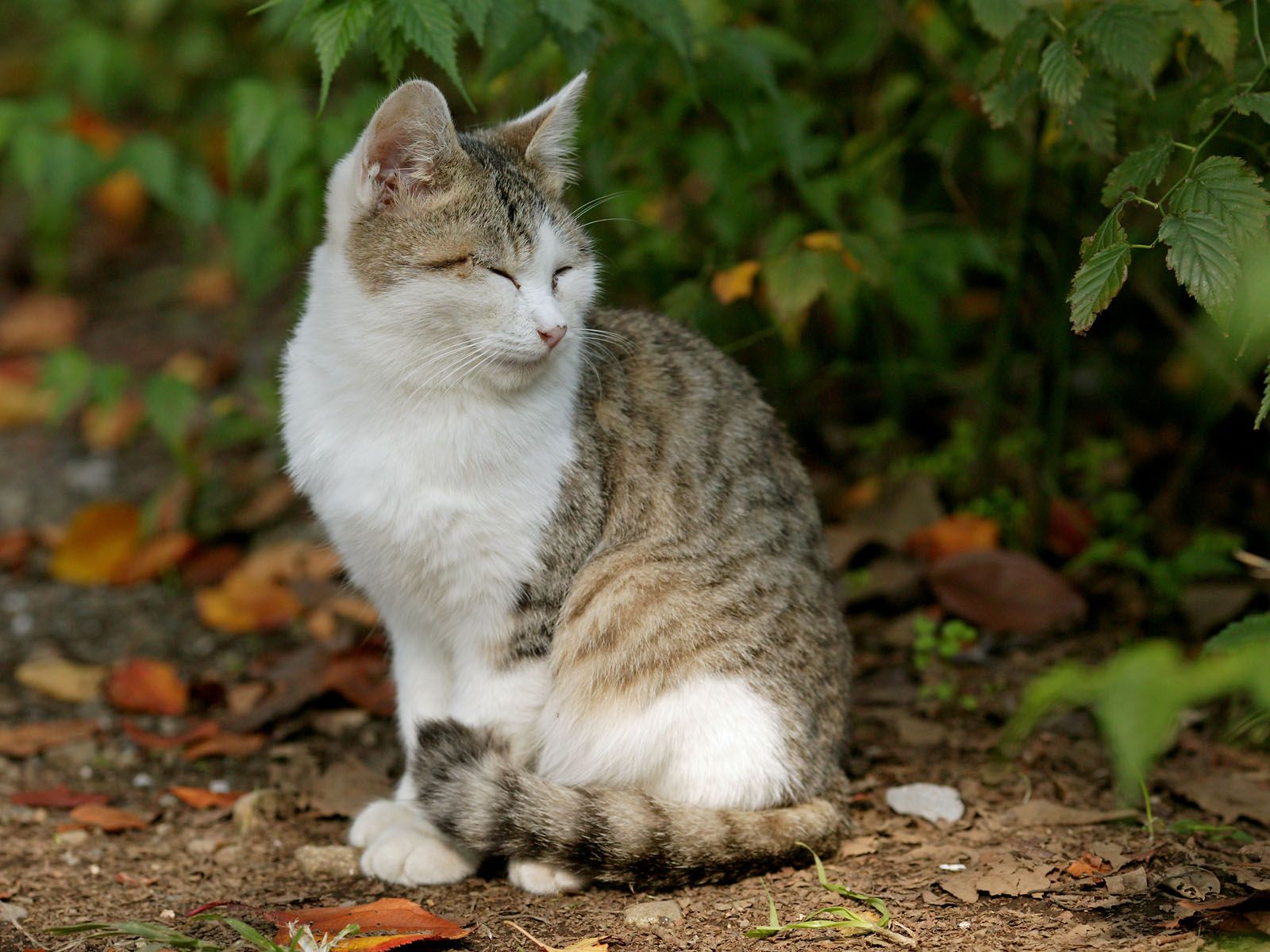 Baixe gratuitamente a imagem Gato, Gatos, Animais na área de trabalho do seu PC