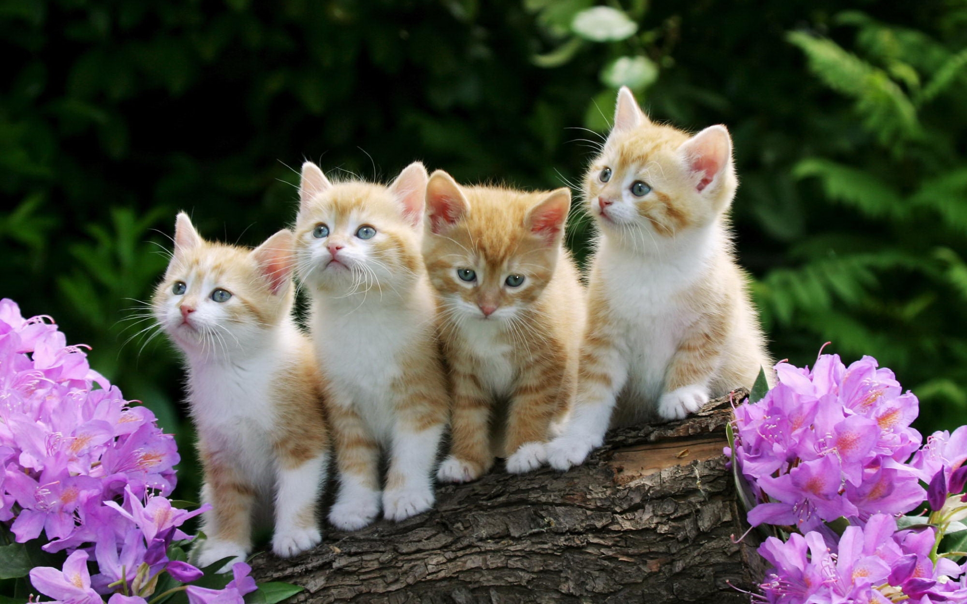 Descarga gratis la imagen Animales, Gato, Gatito, Florecer, Primavera en el escritorio de tu PC