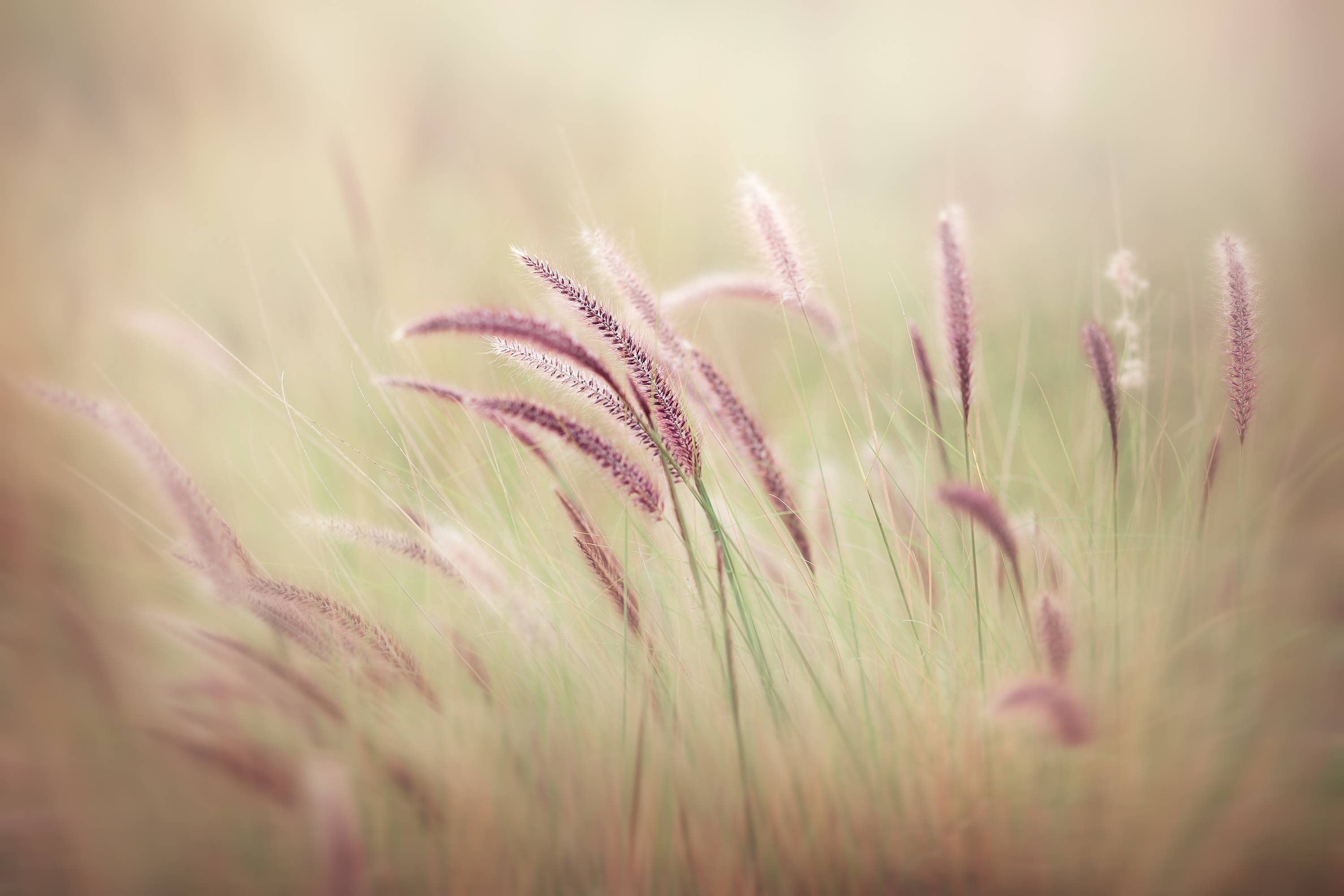 Handy-Wallpaper Natur, Erde/natur, Planze kostenlos herunterladen.