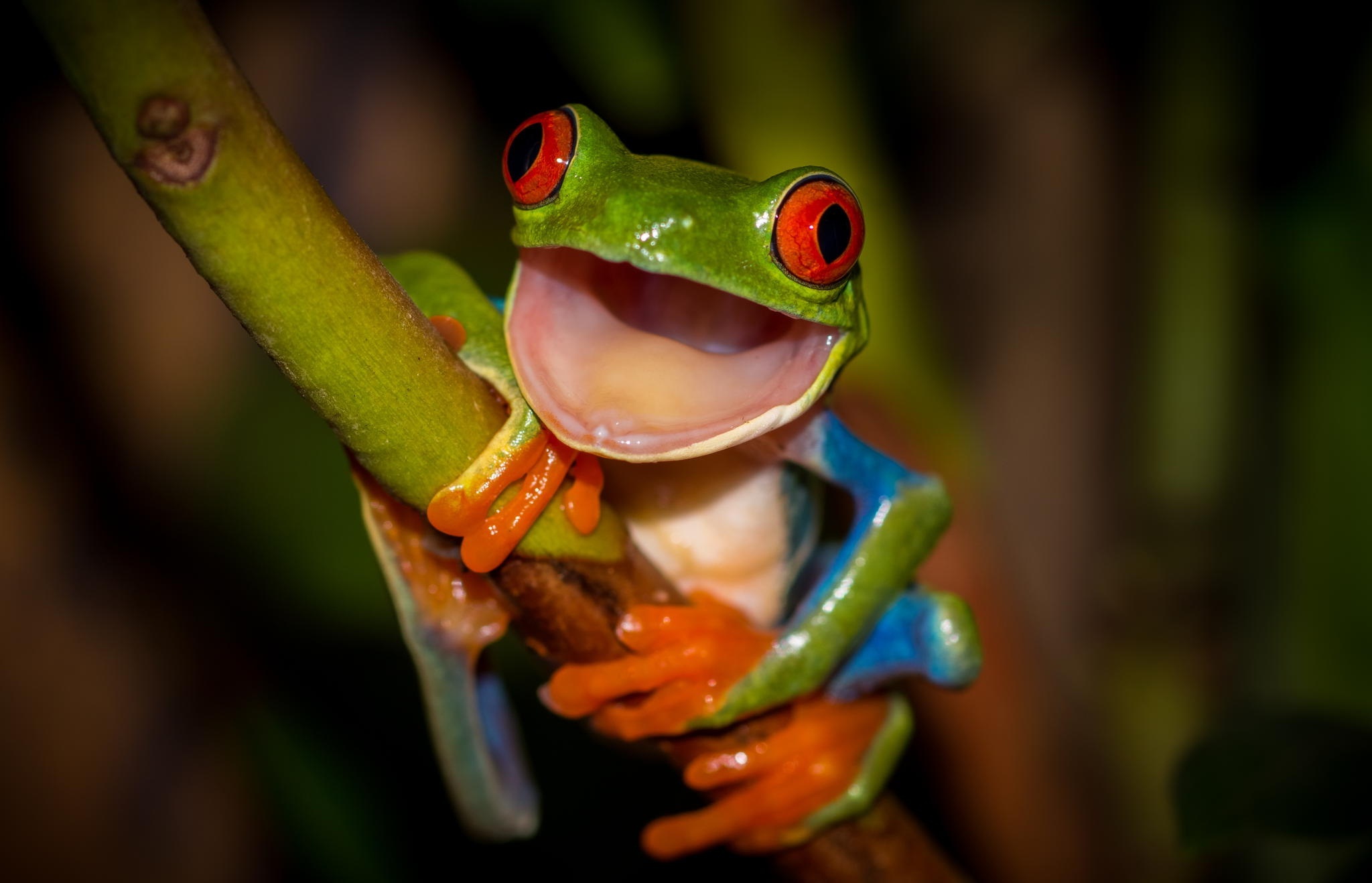 Laden Sie das Tiere, Frösche, Frosch, Laubfrosch, Rotaugenlaubfrosch-Bild kostenlos auf Ihren PC-Desktop herunter