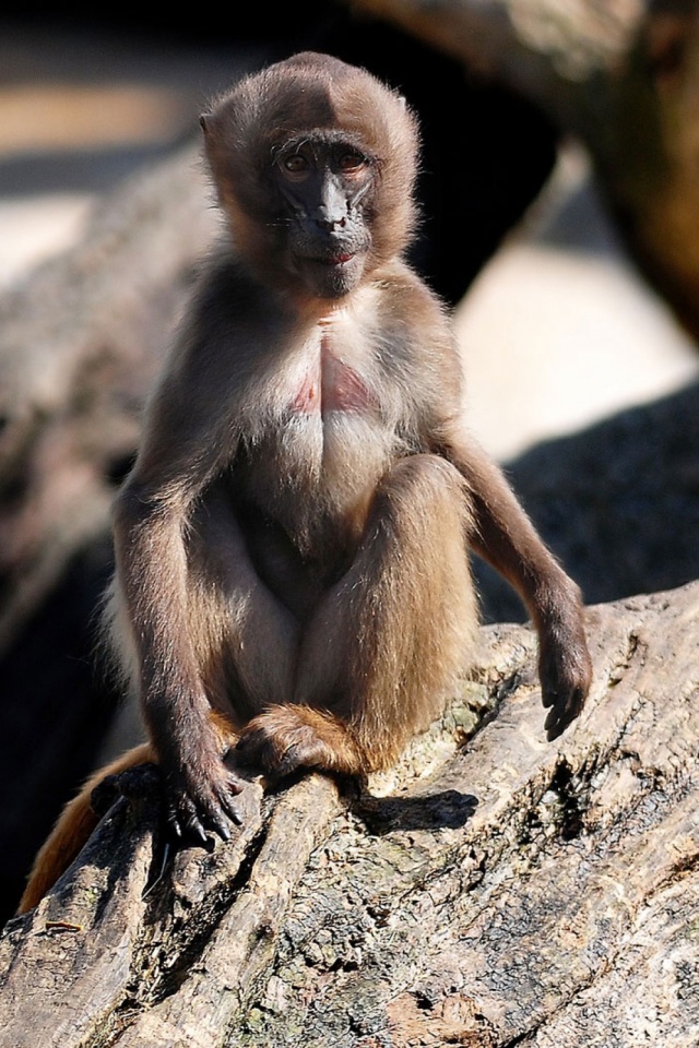 Download mobile wallpaper Monkeys, Monkey, Animal for free.