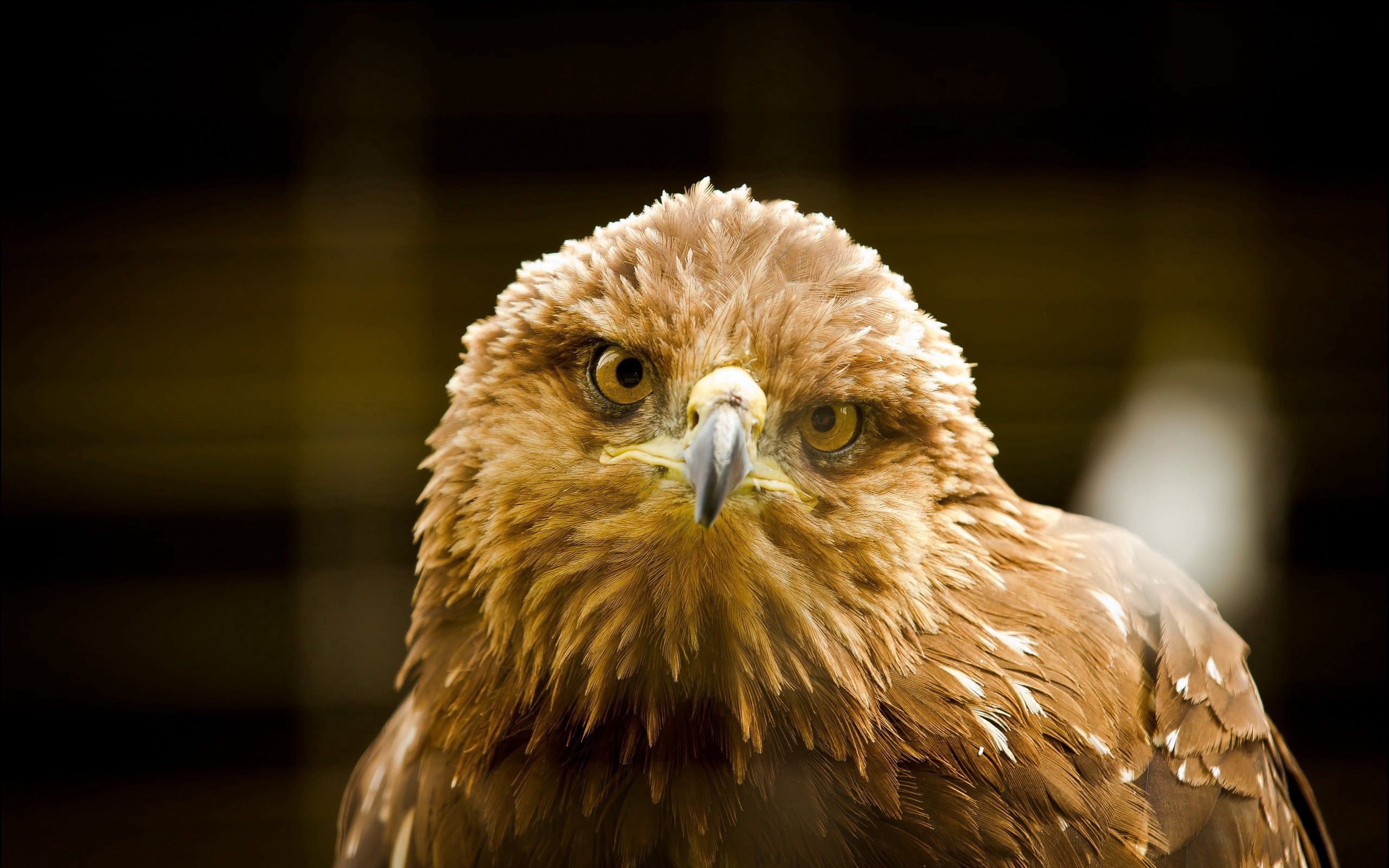 Download mobile wallpaper Animals, Bird, Beak, Eagle for free.